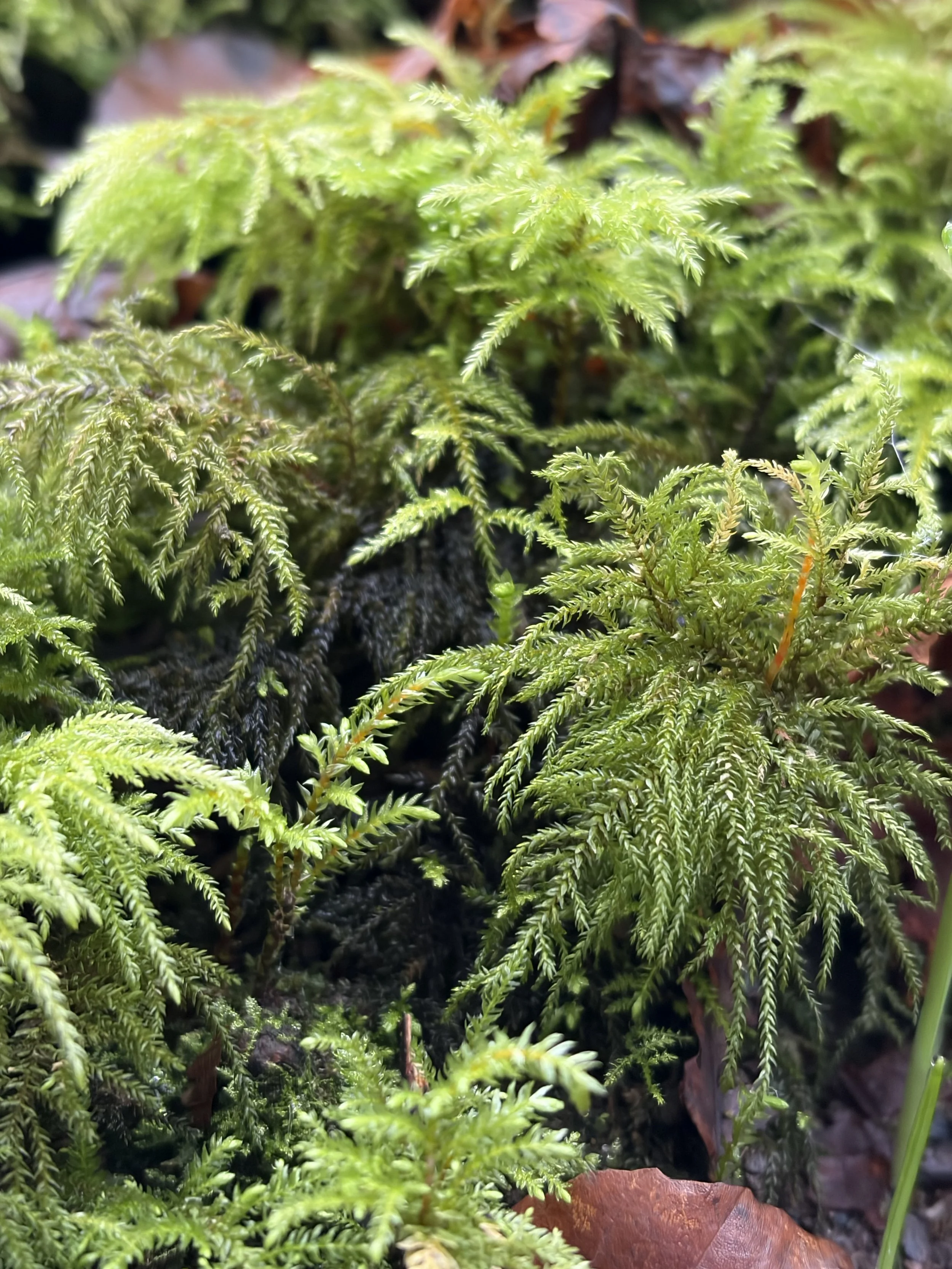 Advent Lessons from Moss: Growth in the shadows