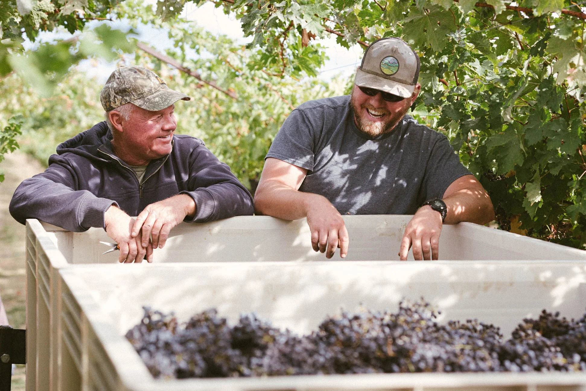 Two winemakers leaning over a bin of freshly harvested red grapes at a vineyard in Eagle, Idaho