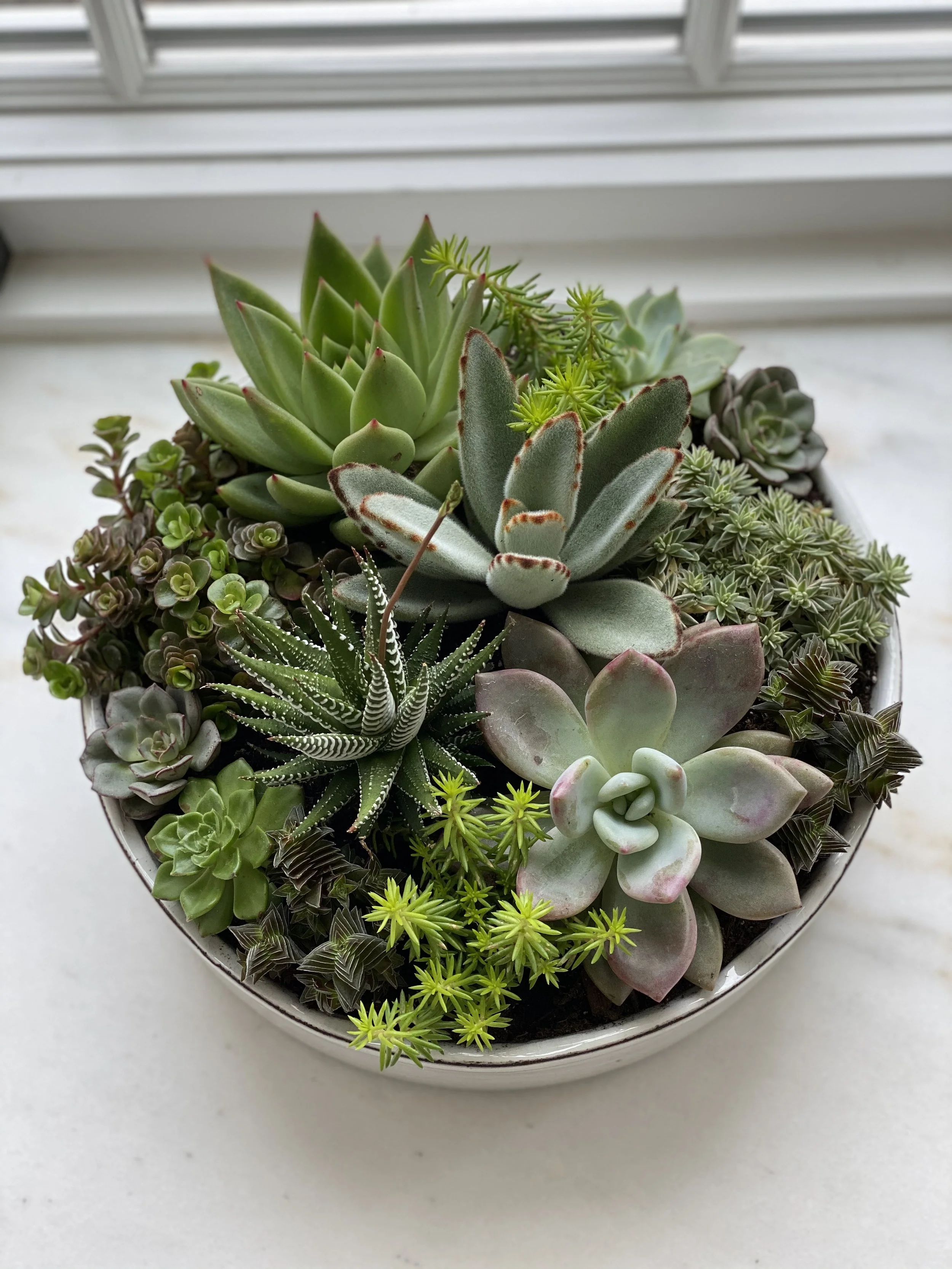 Fern & Flora