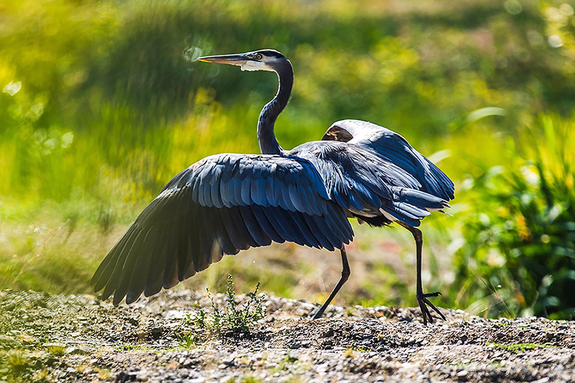 CWS-Heron-2000.jpg