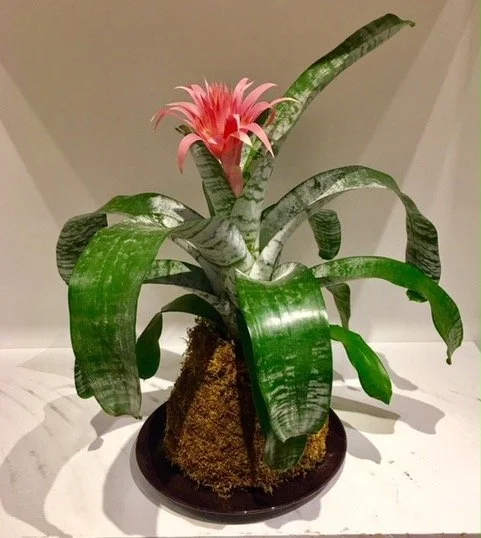 GoyaPinkBromeliadMMMJ24.jpeg