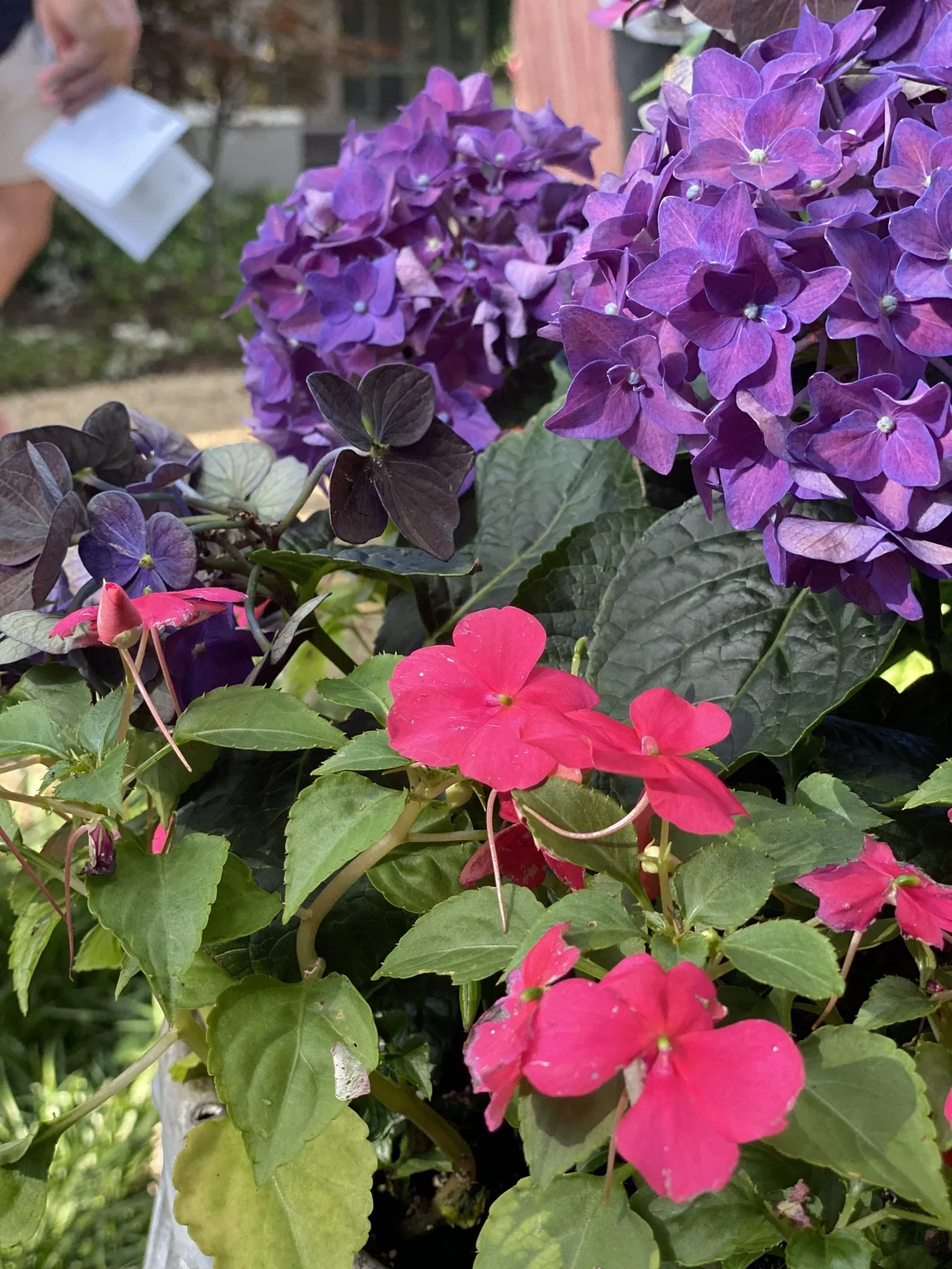 Purple Hydrangea pink impatiens hint of person.jpeg