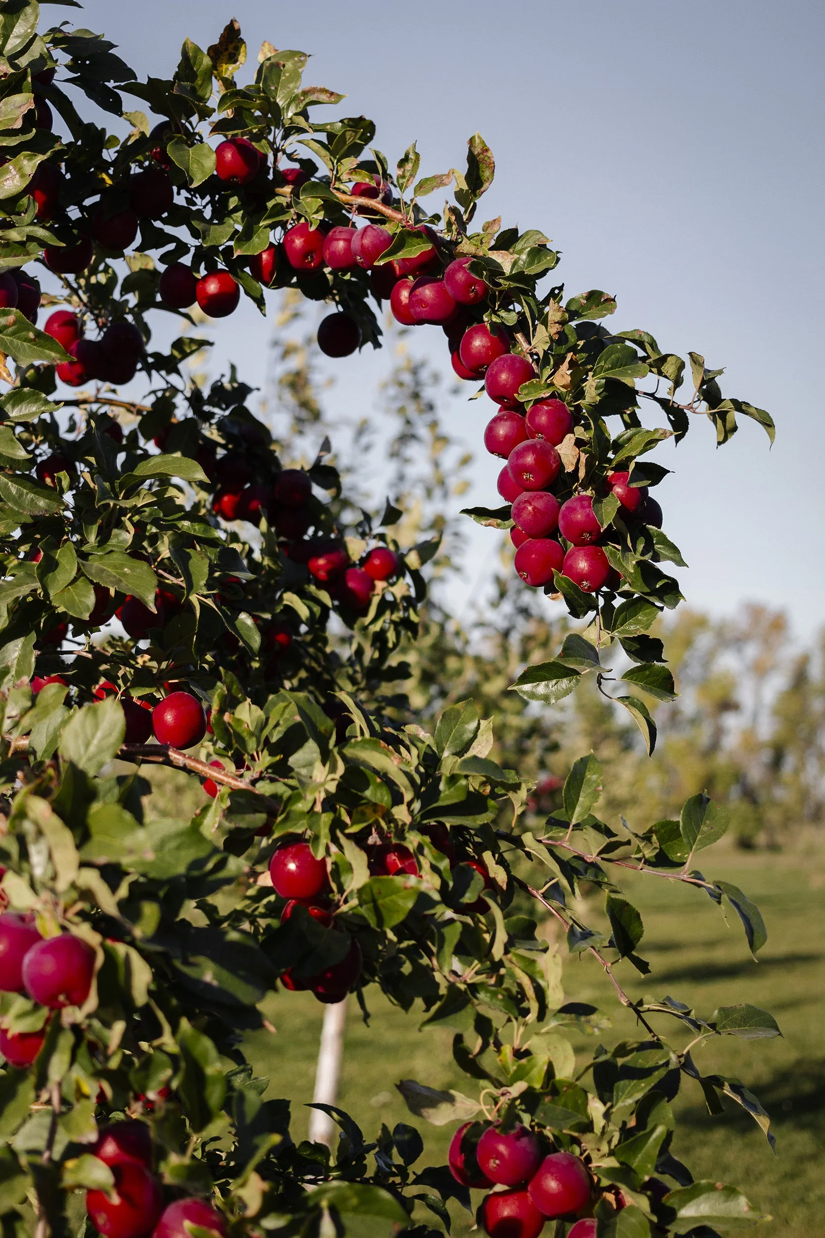 A tree with branches full of red apples, set against a clear blue sky with some distant trees in the background.