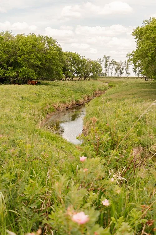 A small stream winding through a grassy field with green trees and a partly cloudy sky in the background.