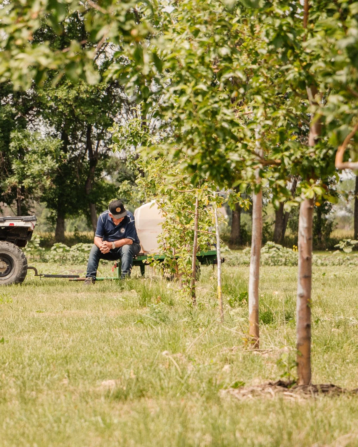 A person wearing a black cap and a navy blue shirt sitting on a small green bench in a park, surrounded by young trees with green leaves, with a white tank attached to a small tractor nearby.