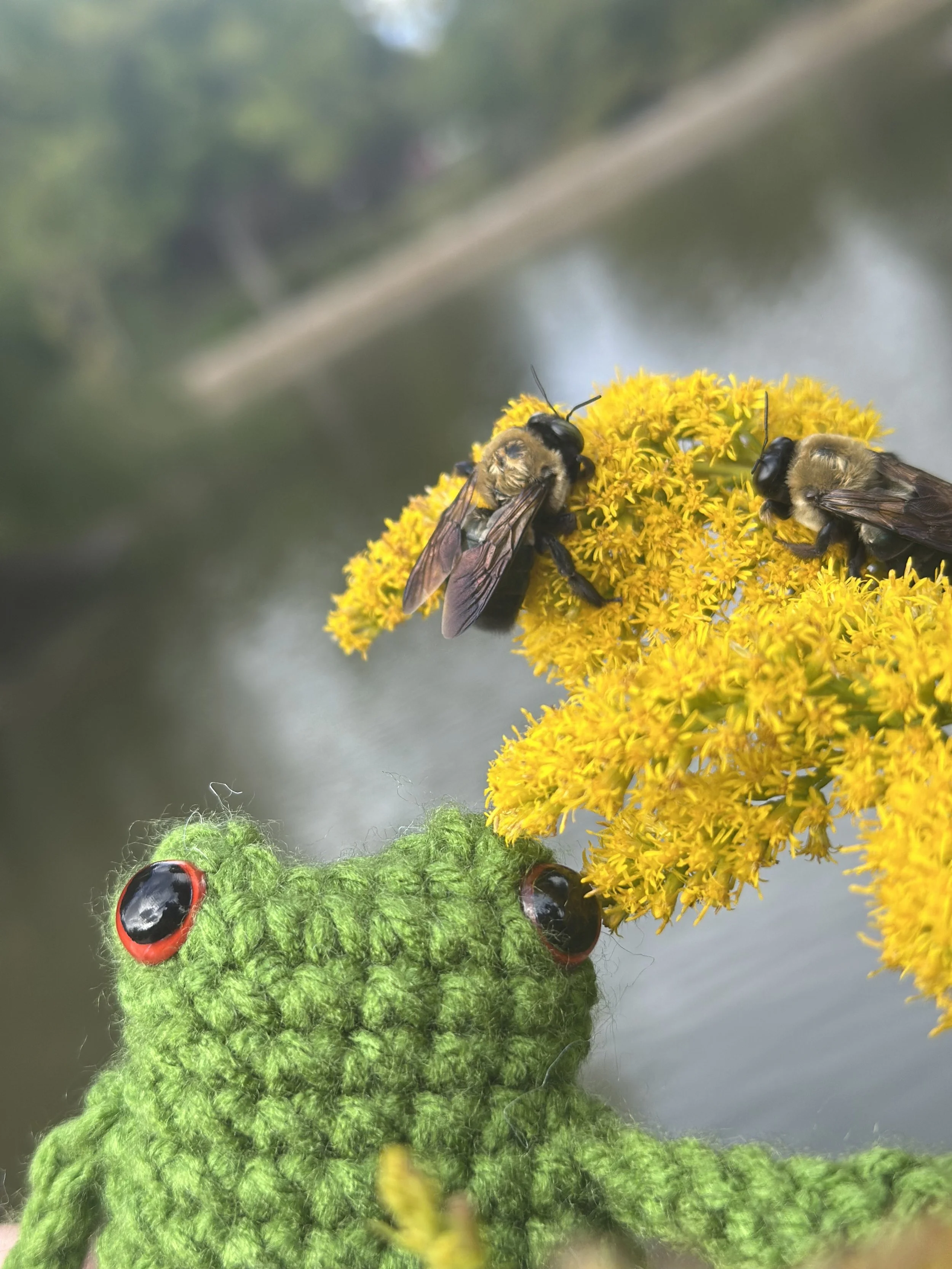 HSG Mini Frog 3.jpeg
