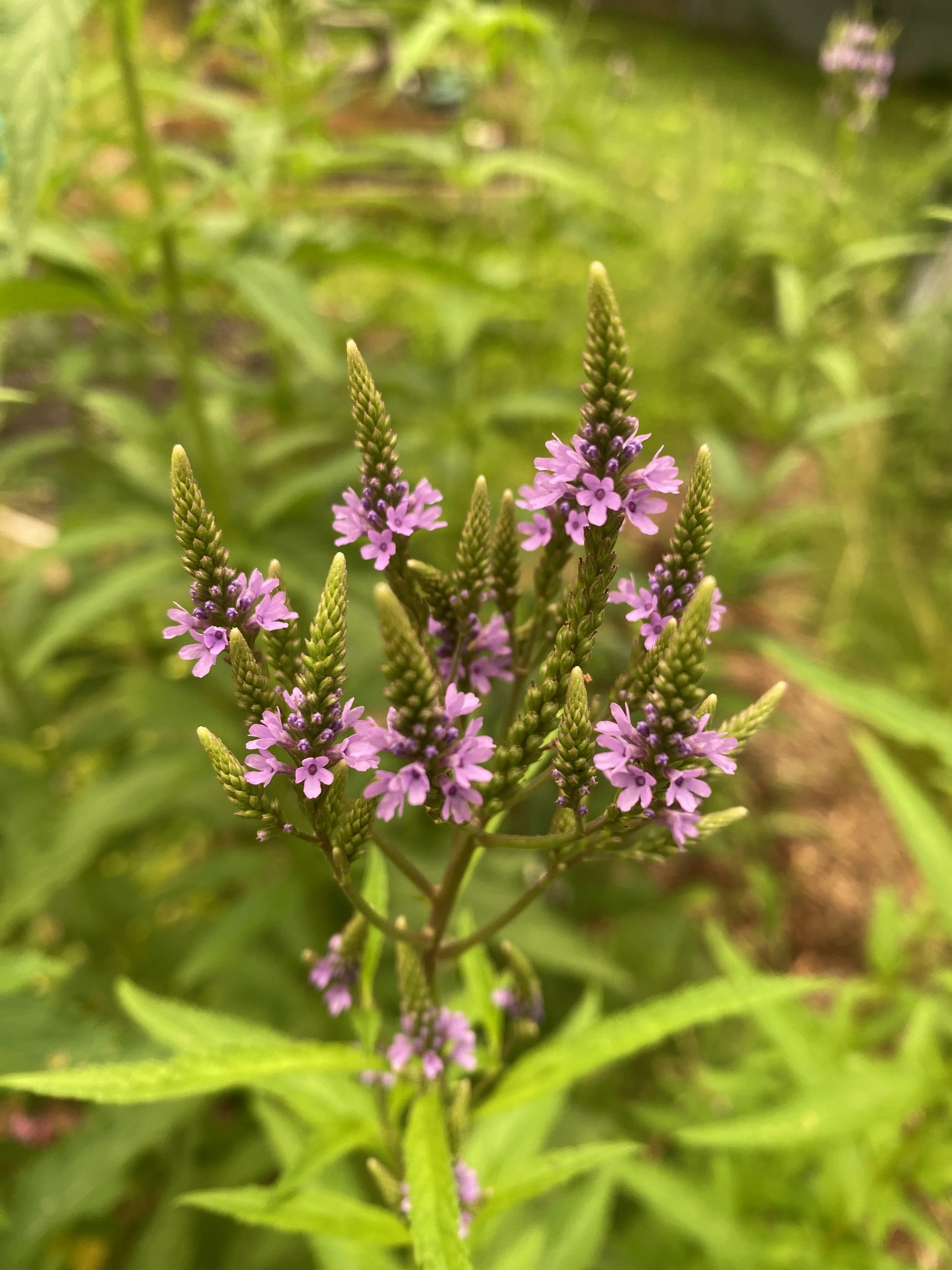 blue vervain