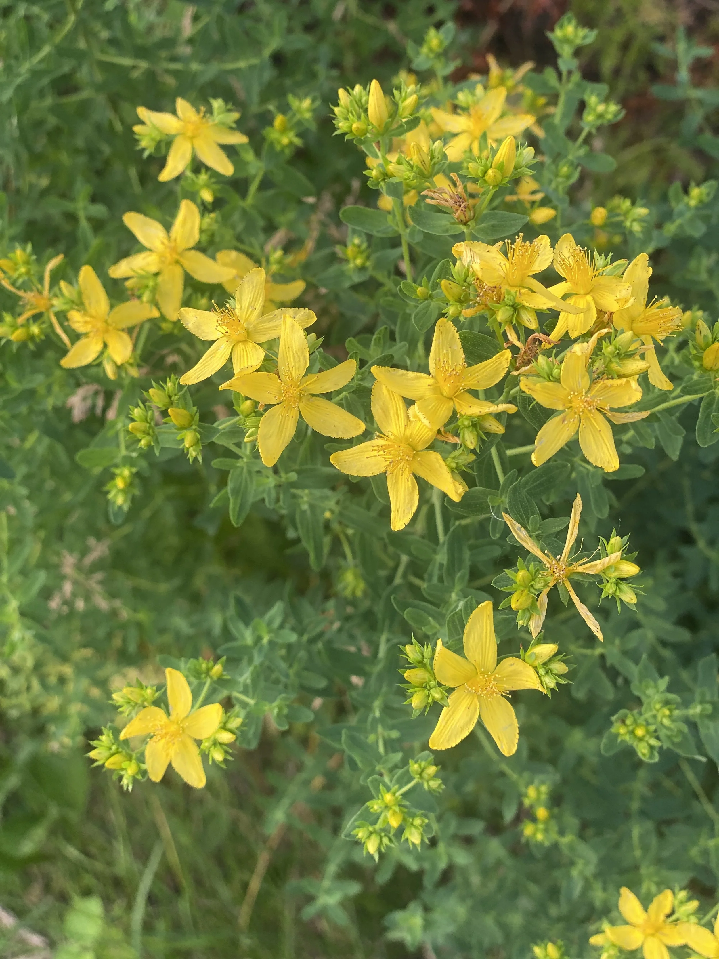 saint john's wort