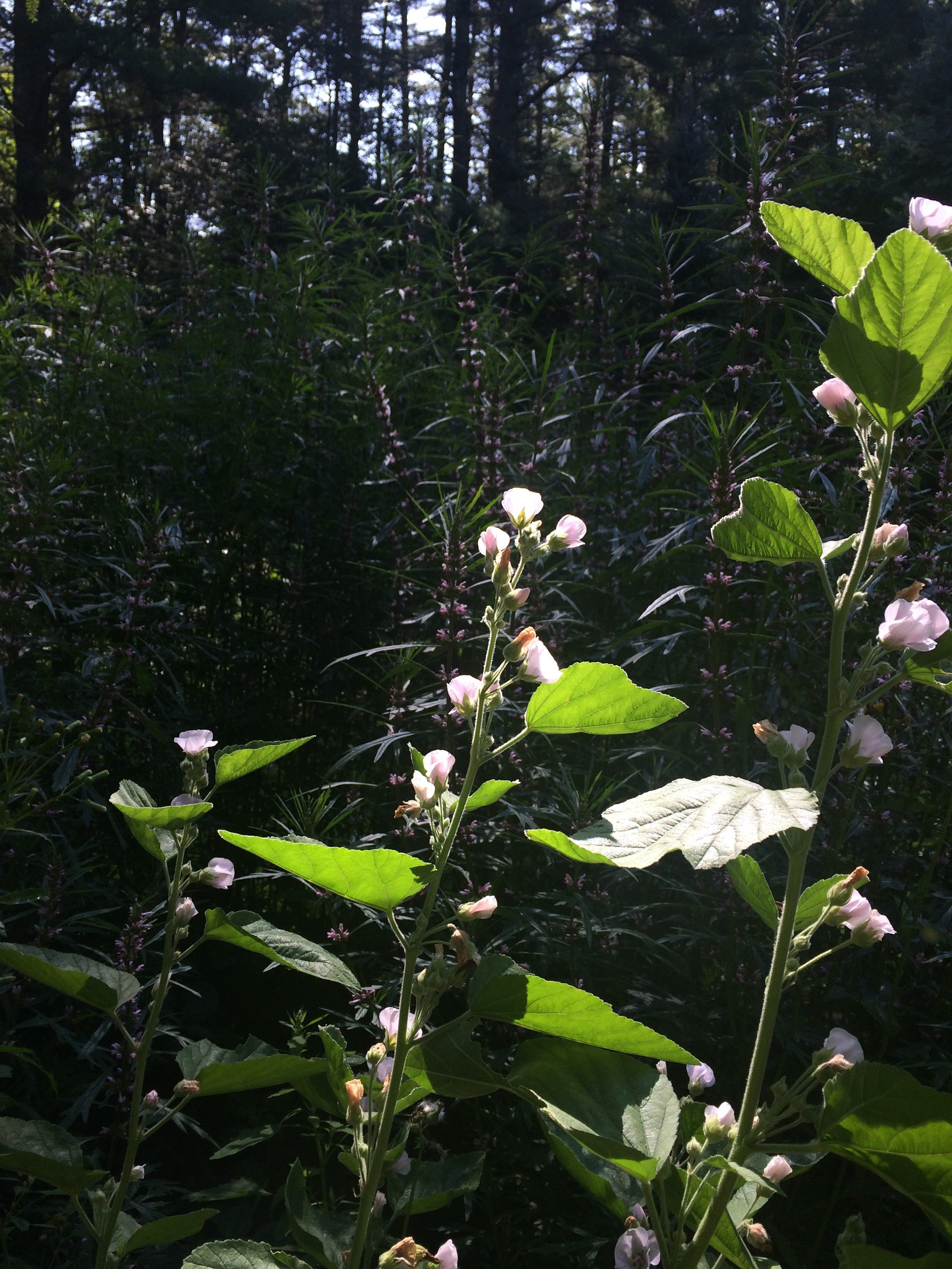 marshmallow and motherwort
