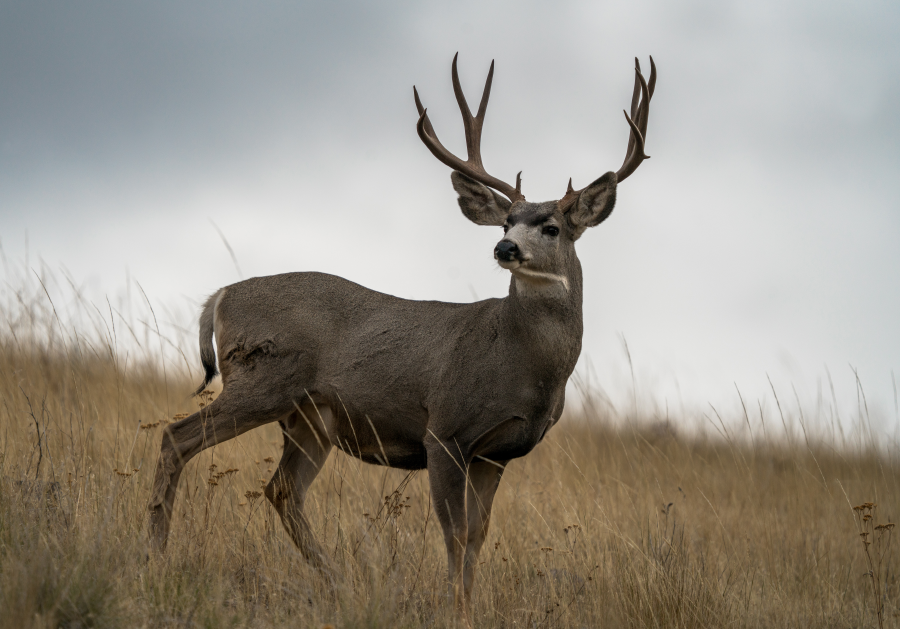 A deer with large antlers standing in a grassy field under a cloudy sky.