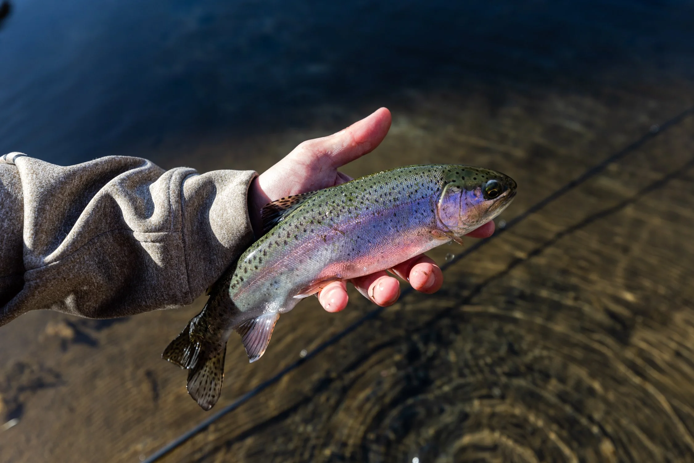 A person holding a rainbow trout fish over water. The fish has a colorful, speckled body with pink and purple hues.