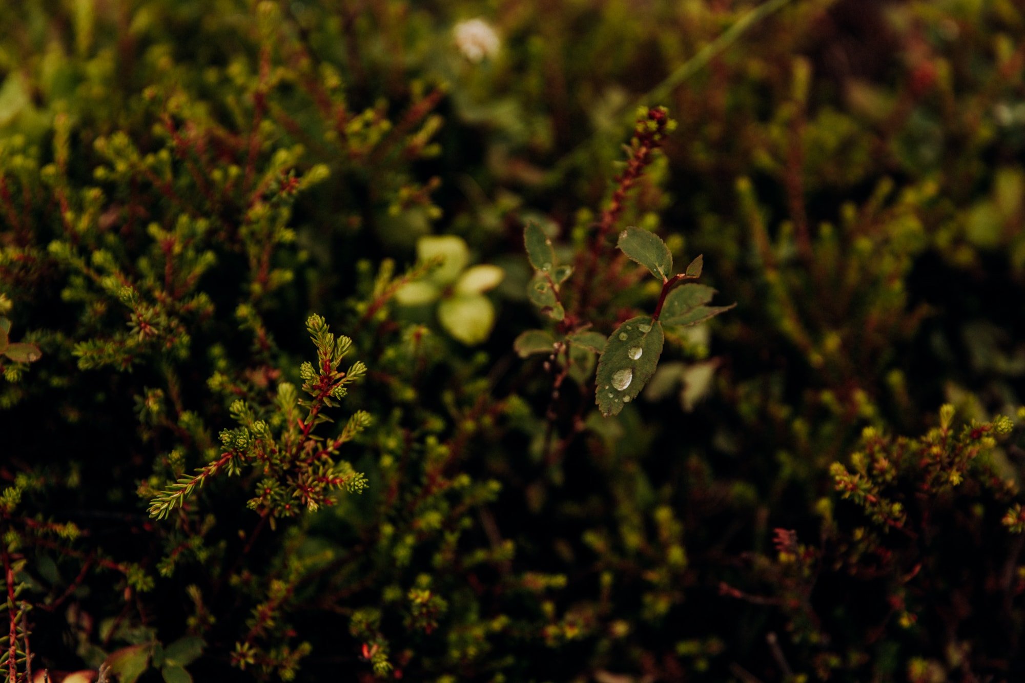 Alaska-hiking-hatcher-pass-Narrowleaf_Love_and_Adventure-elopement-Photography-19.jpg.jpg