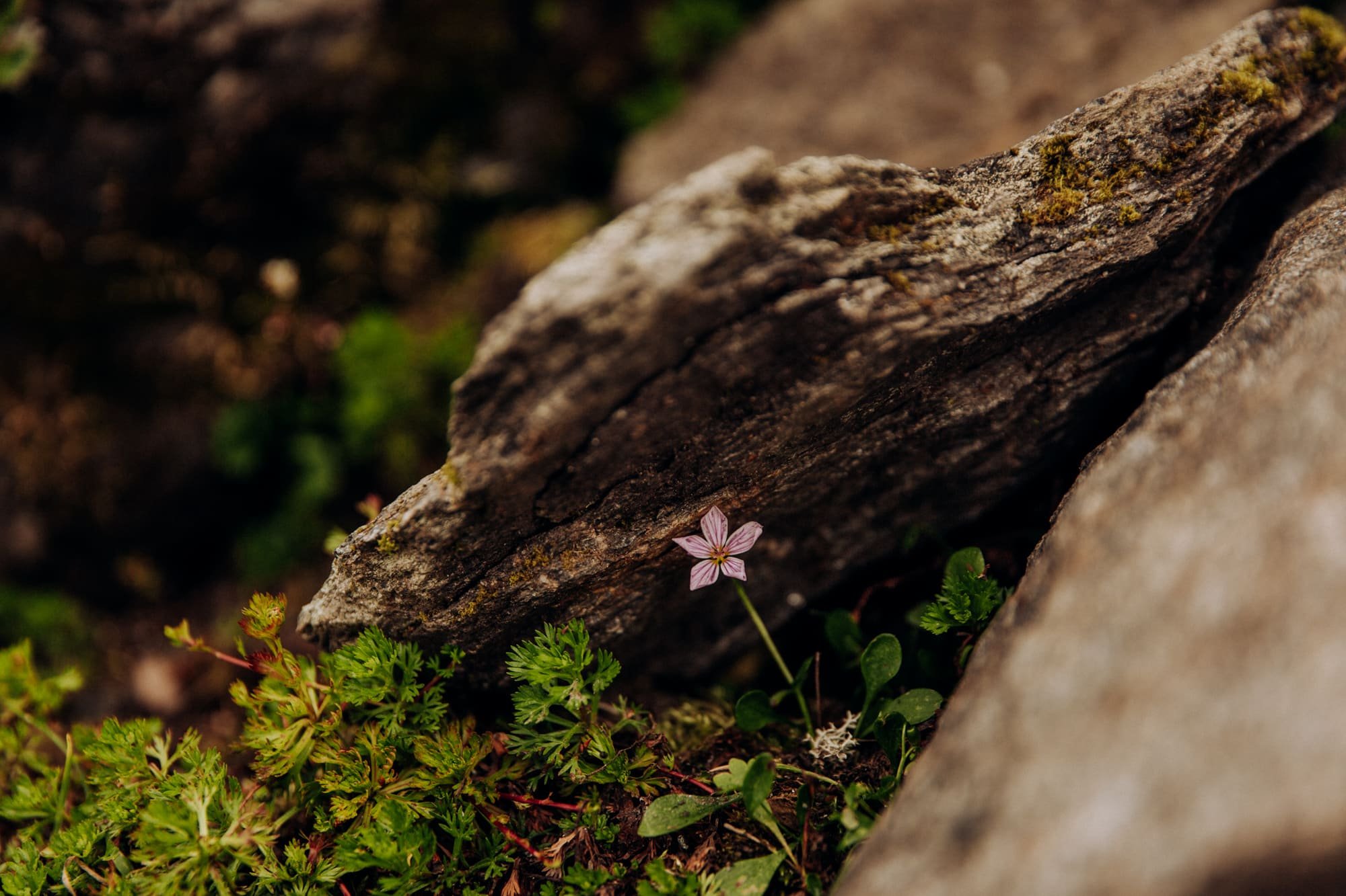 Alaska-hiking-hatcher-pass-Narrowleaf_Love_and_Adventure-elopement-Photography-39.jpg.jpg