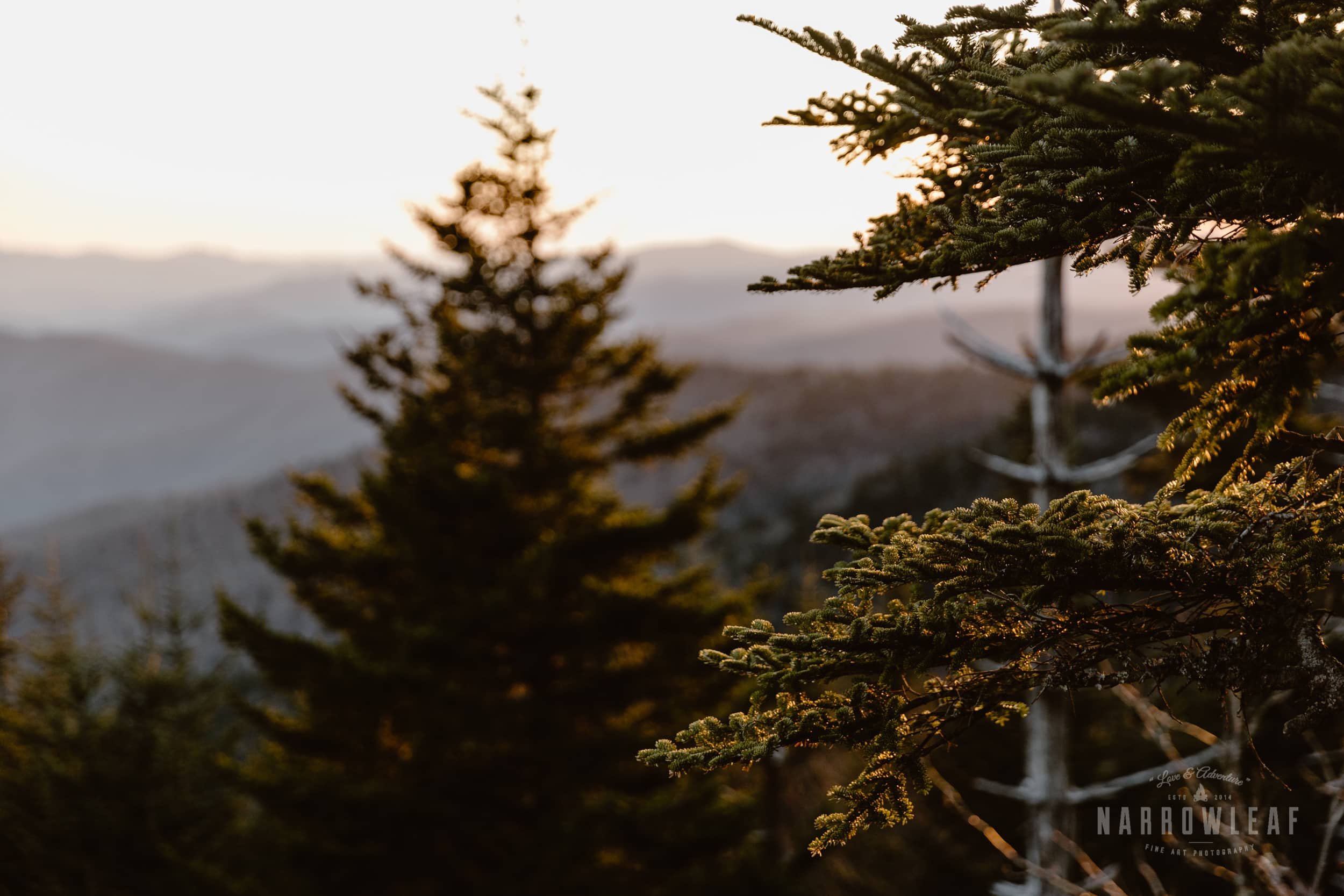 Newfound-Gap-Tenneessee-elopement-photographer-Narrowleaf_Love_and_Adventure_Photography-9414.jpg.jpg