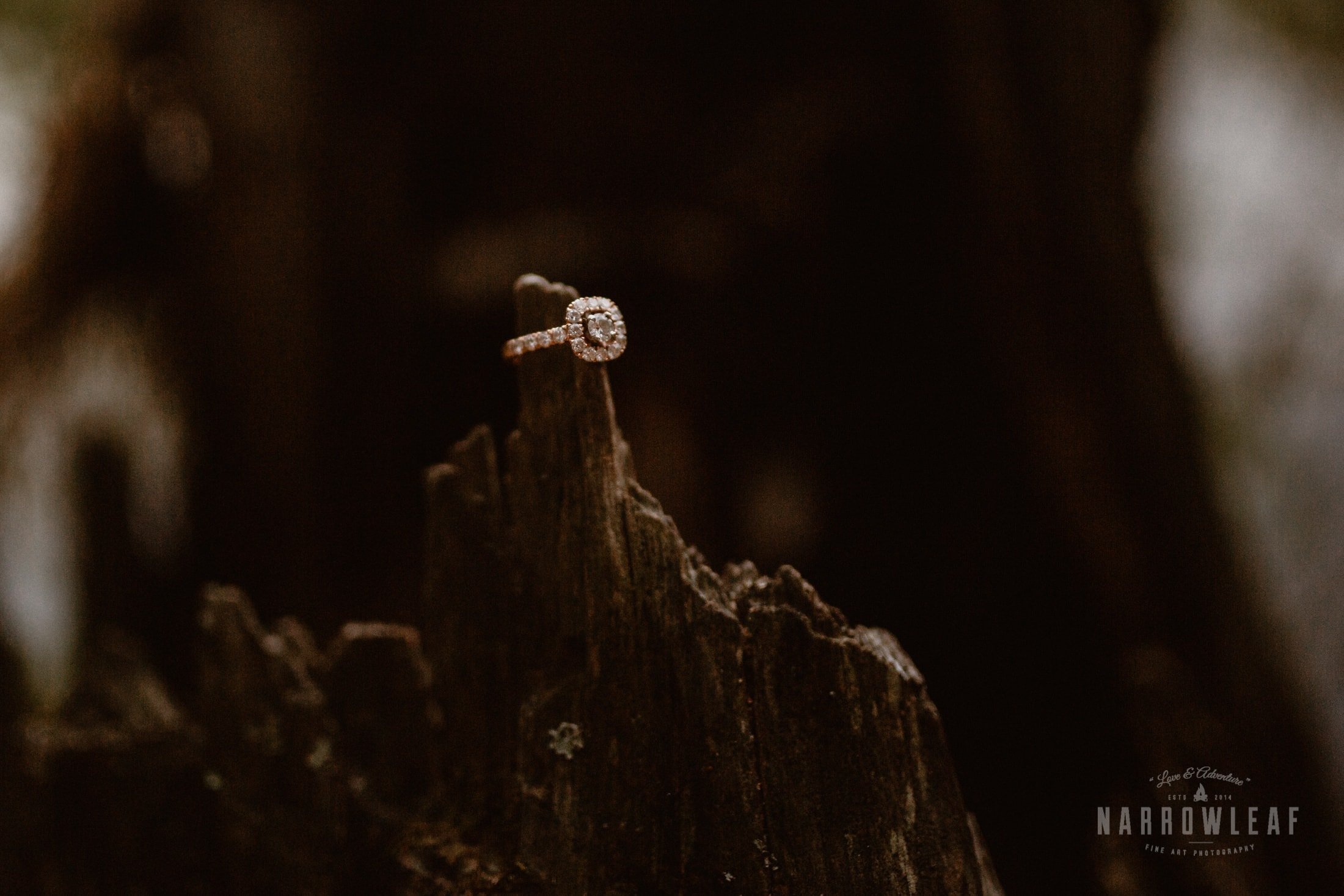 engagement ring on a log in Minnesota.jpg