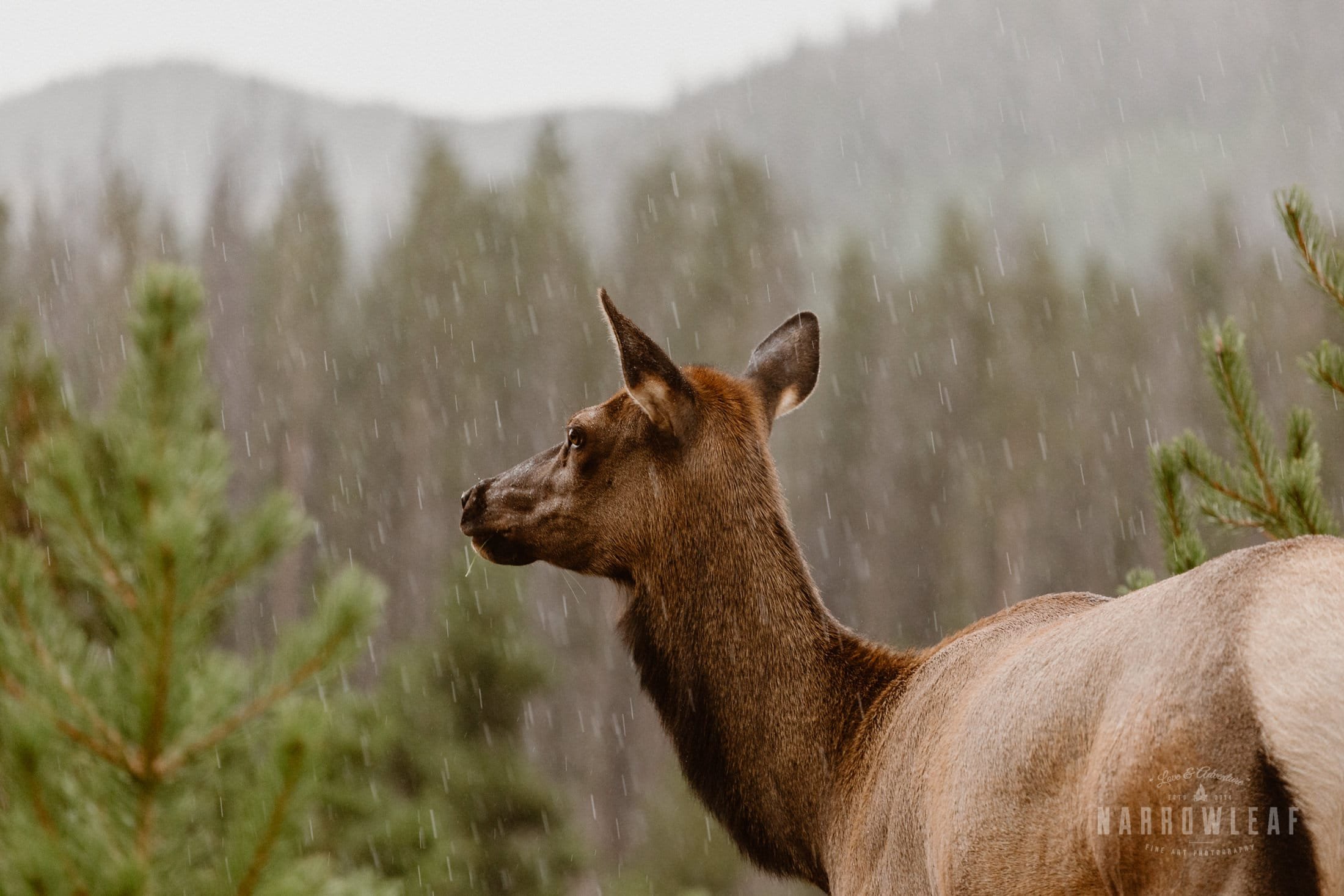 colorado-adventure-photographer-camping-rocky-mountains-Narrowleaf_Love_and_Adventure_Photography-40.jpg (2).jpg