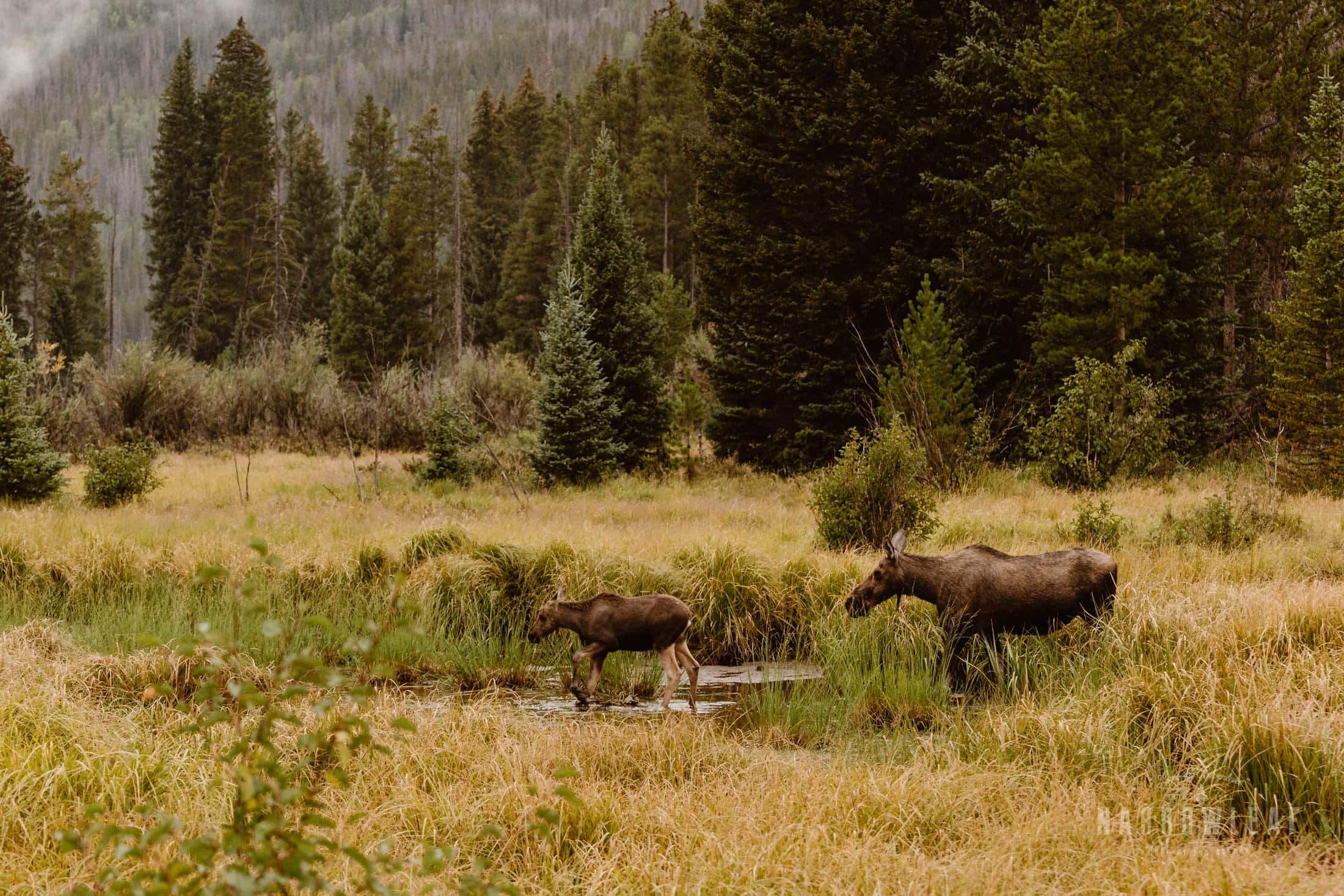 colorado-adventure-photographer-camping-rocky-mountains-Narrowleaf_Love_and_Adventure_Photography-44.jpg.jpg