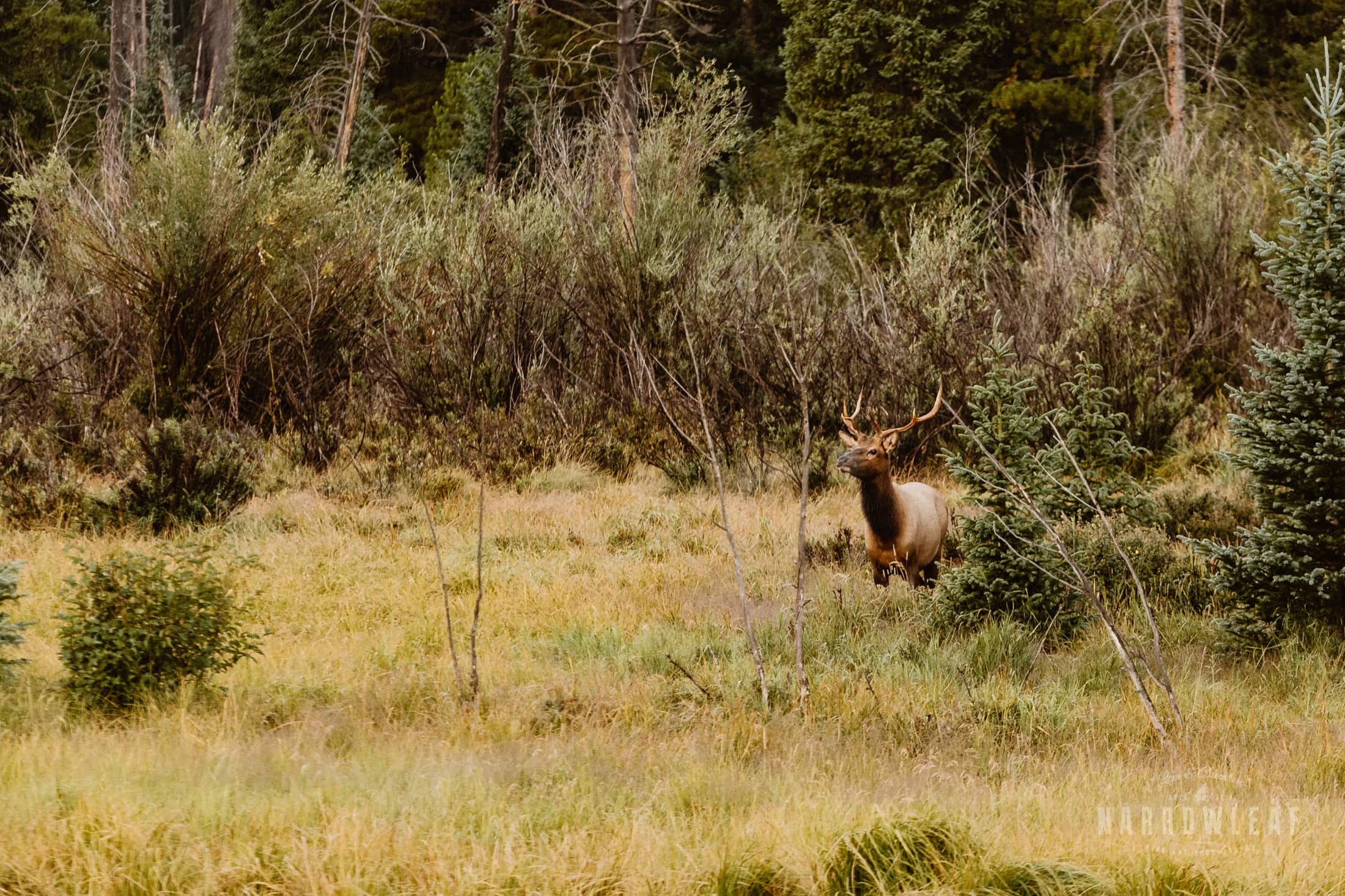 colorado-adventure-photographer-camping-rocky-mountains-Narrowleaf_Love_and_Adventure_Photography-45.jpg.jpg