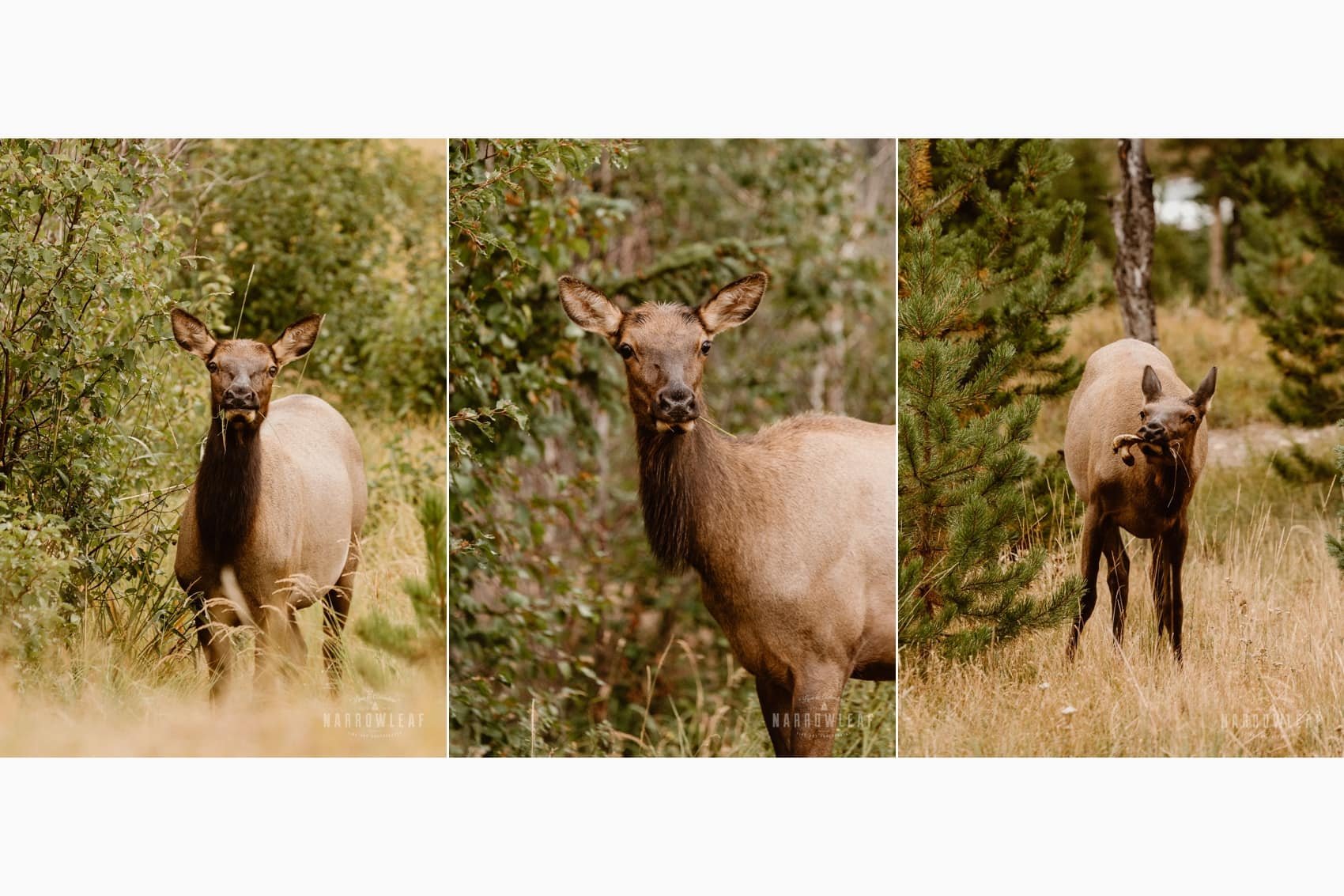 Colorado-elk-eating-narrowleaf-love-and-adventure-photography.jpg.jpg