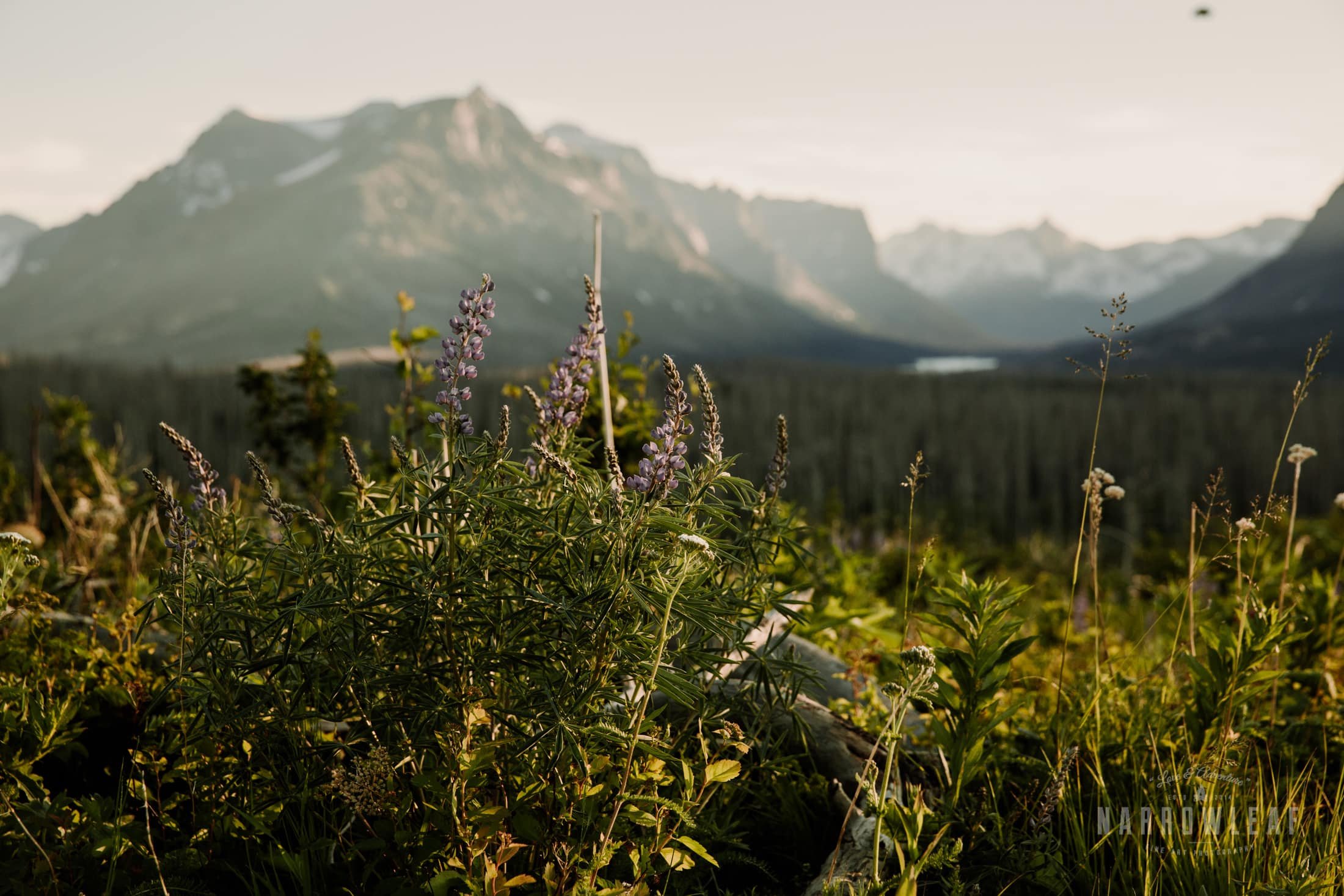 Montana-Elopement-photographer-Narrowleaf_Love_and_Adventure_Photography-9112.jpg