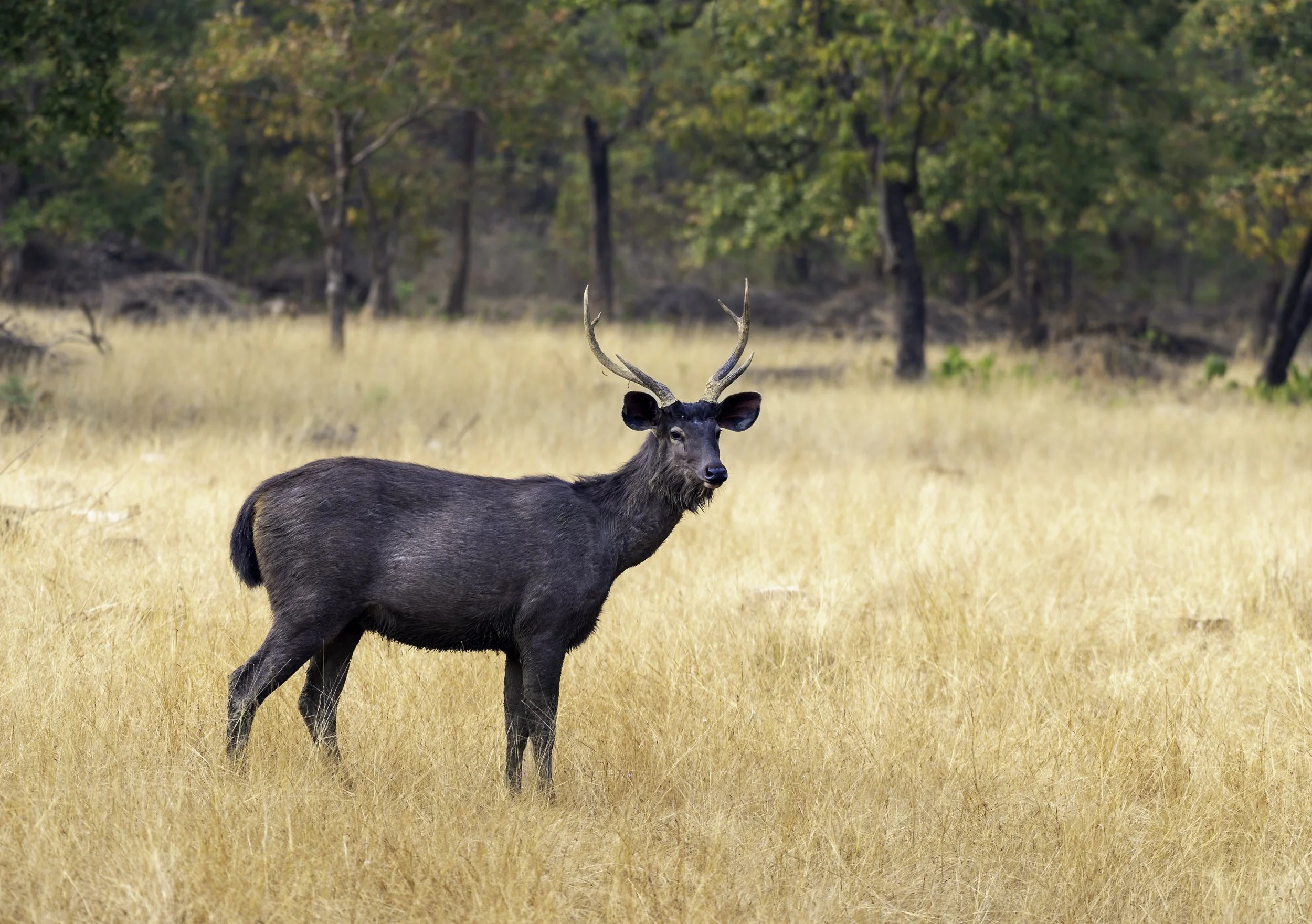 Sambhar Deer H 355 X H250.jpg