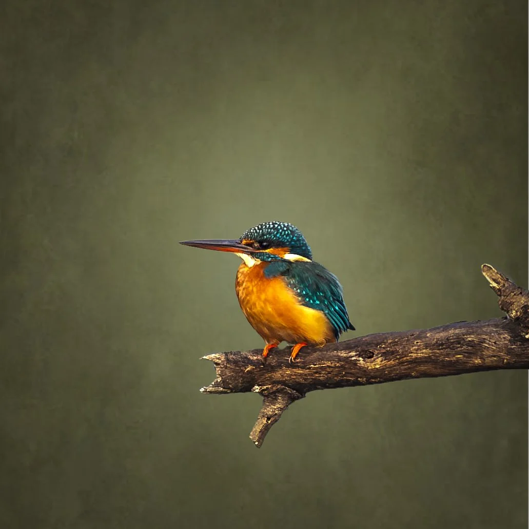 _DSC2796-Edit-Edit copy.jpg