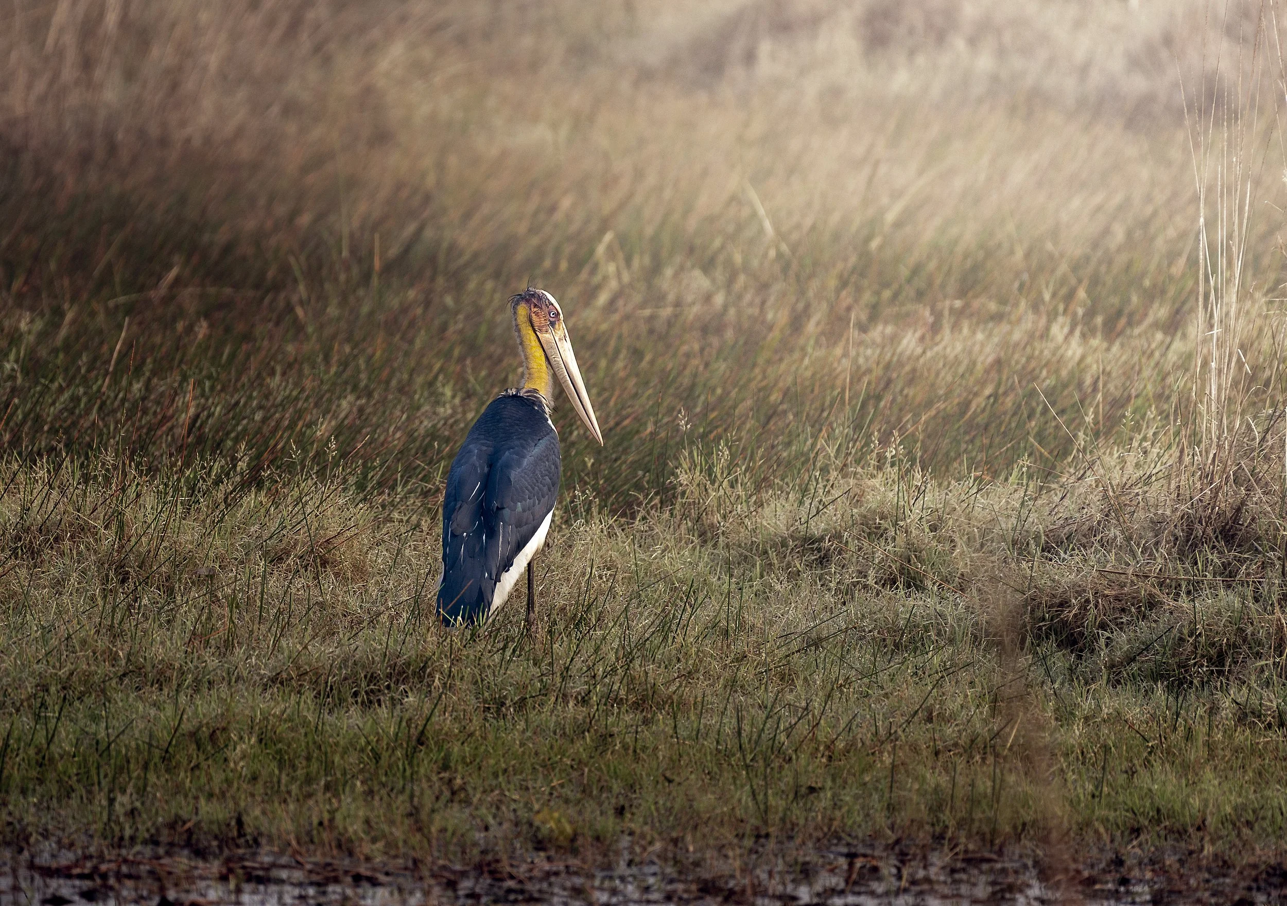 Lesser Adjutant.jpg