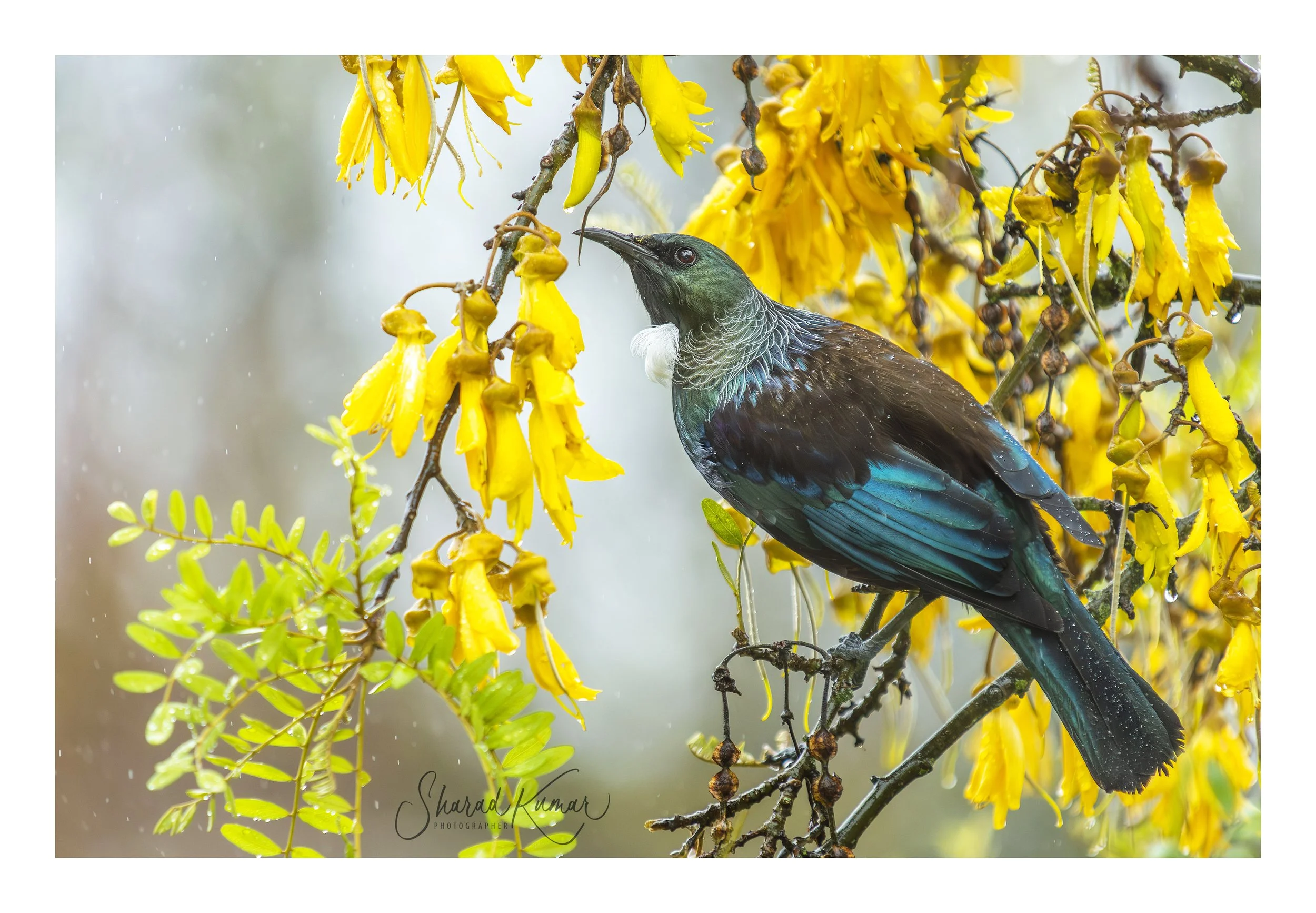 _DSC3389-Enhanced-NR-Edit copy.jpg