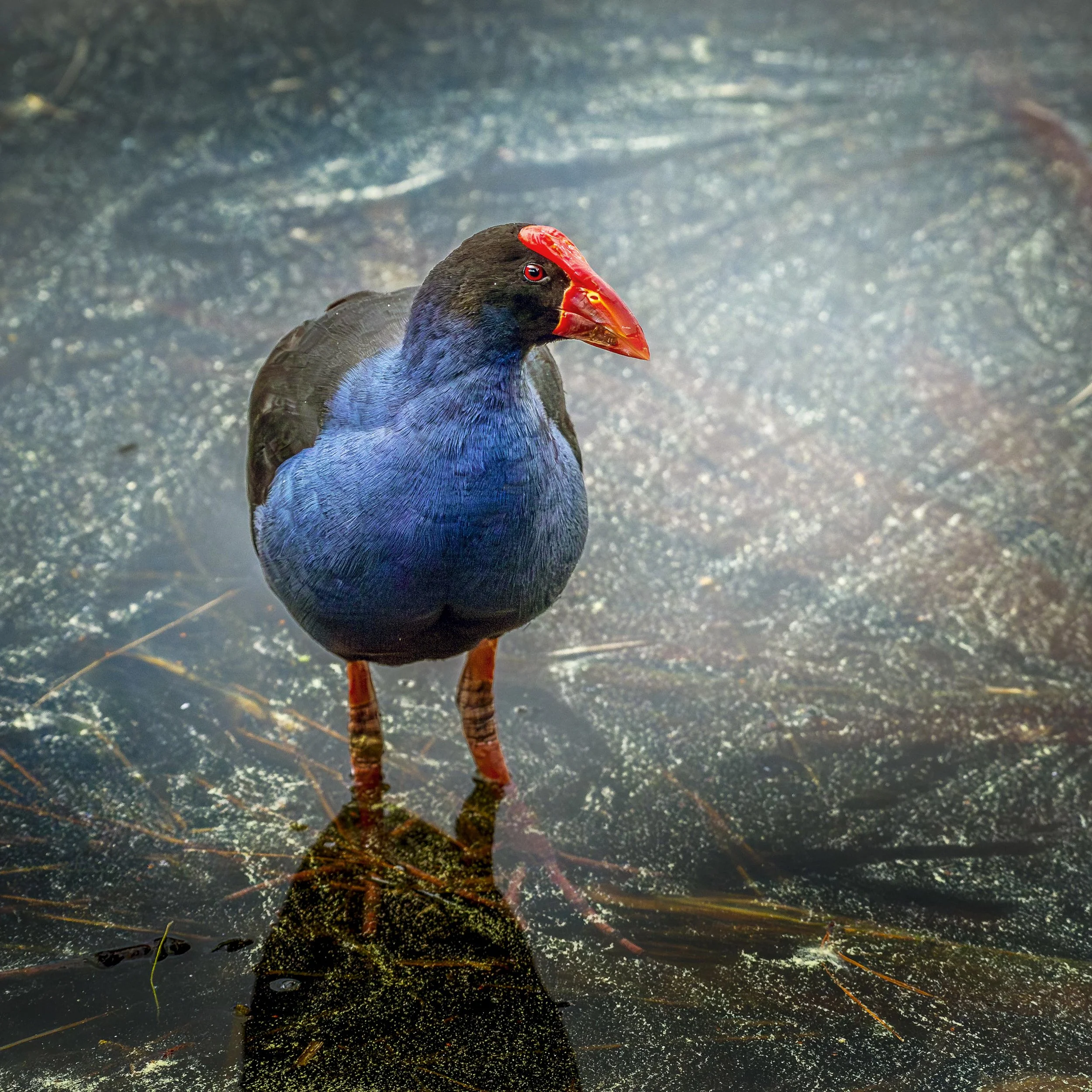 _DSC5919-Edit-2 copy.jpg