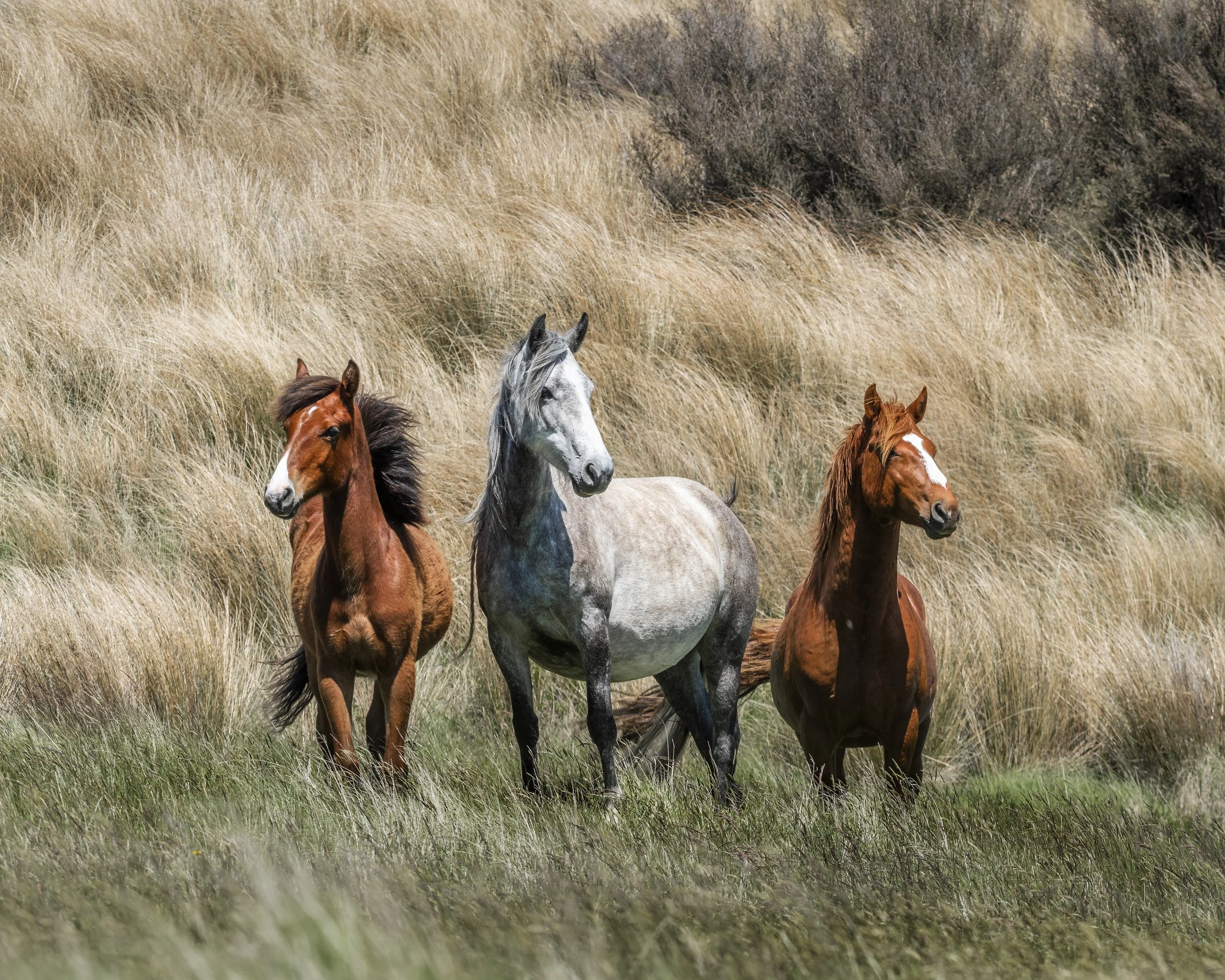 _8103364 16inchesX20 Inchescopy.jpg