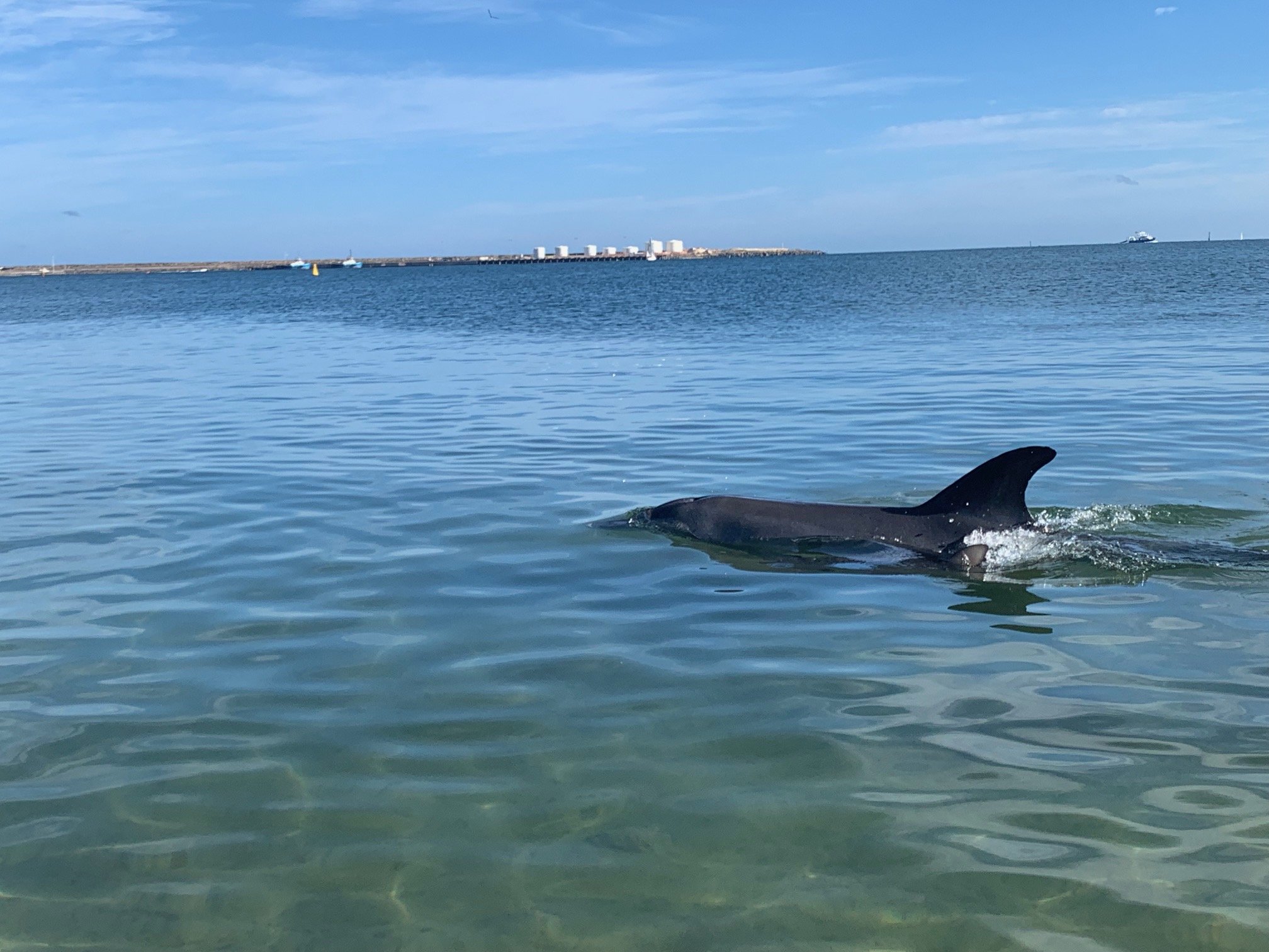 Dolphins at Koombana Bay.jpg