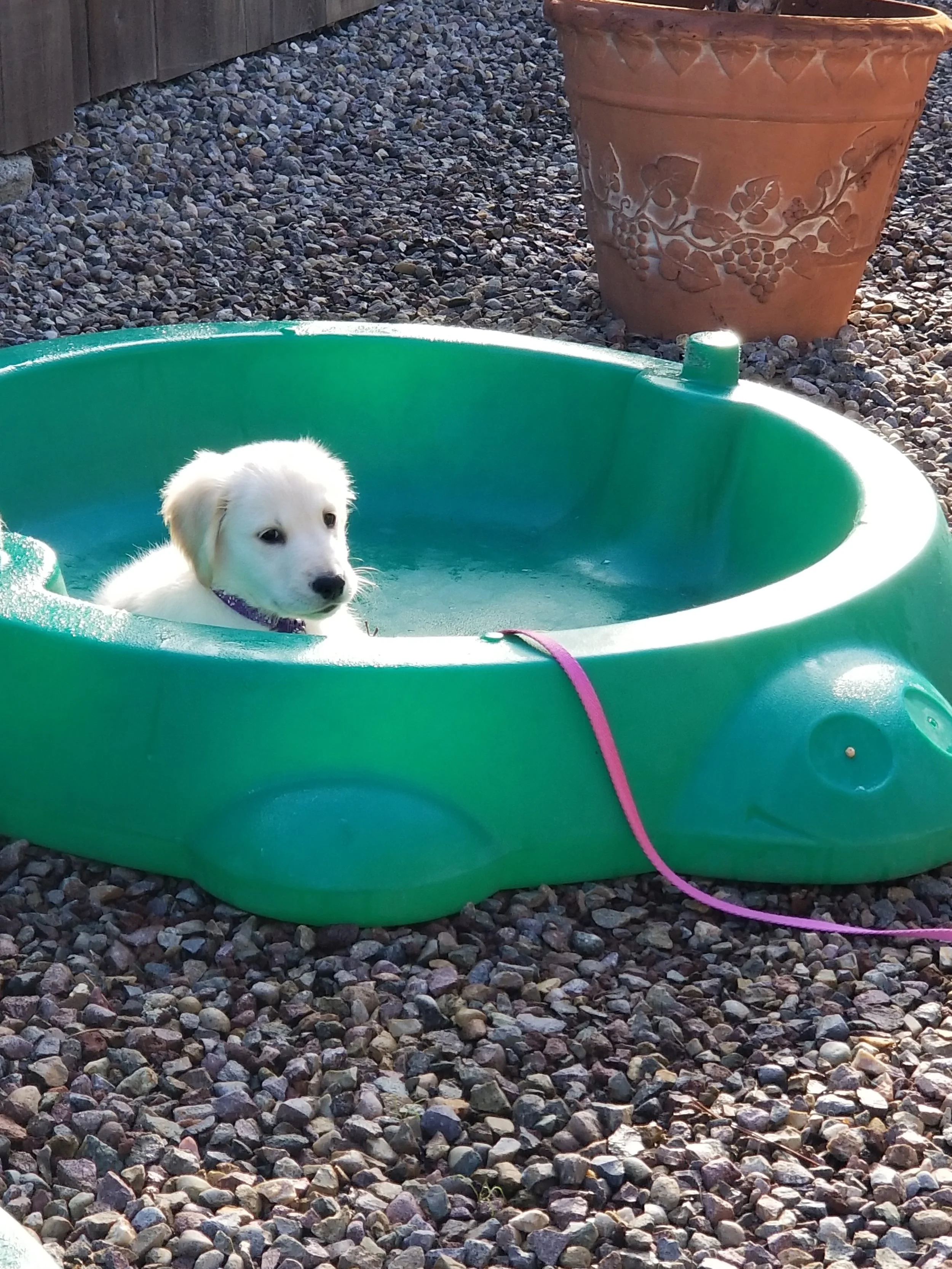 Blog #203 Do We Need More Fun in Our Life? Absolutely!