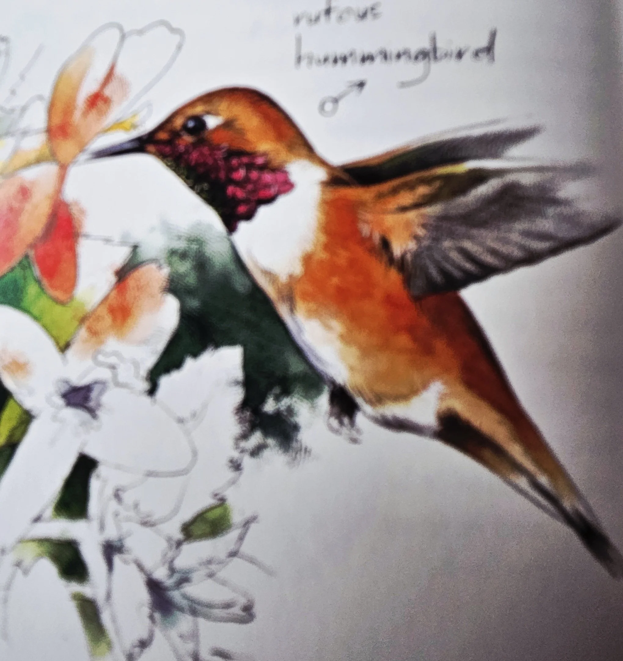 Blog #213 Animals Are Showing Up Everywhere