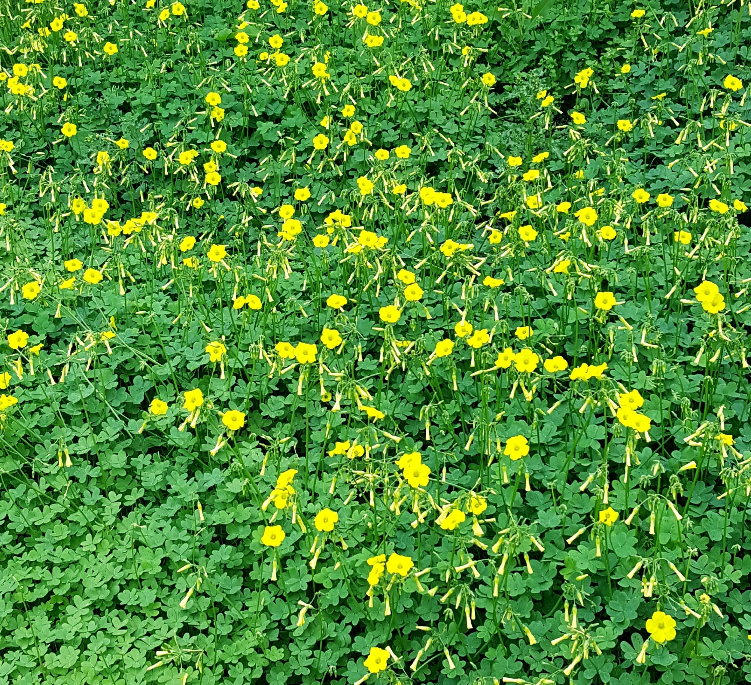 Blog #217 Embracing June!