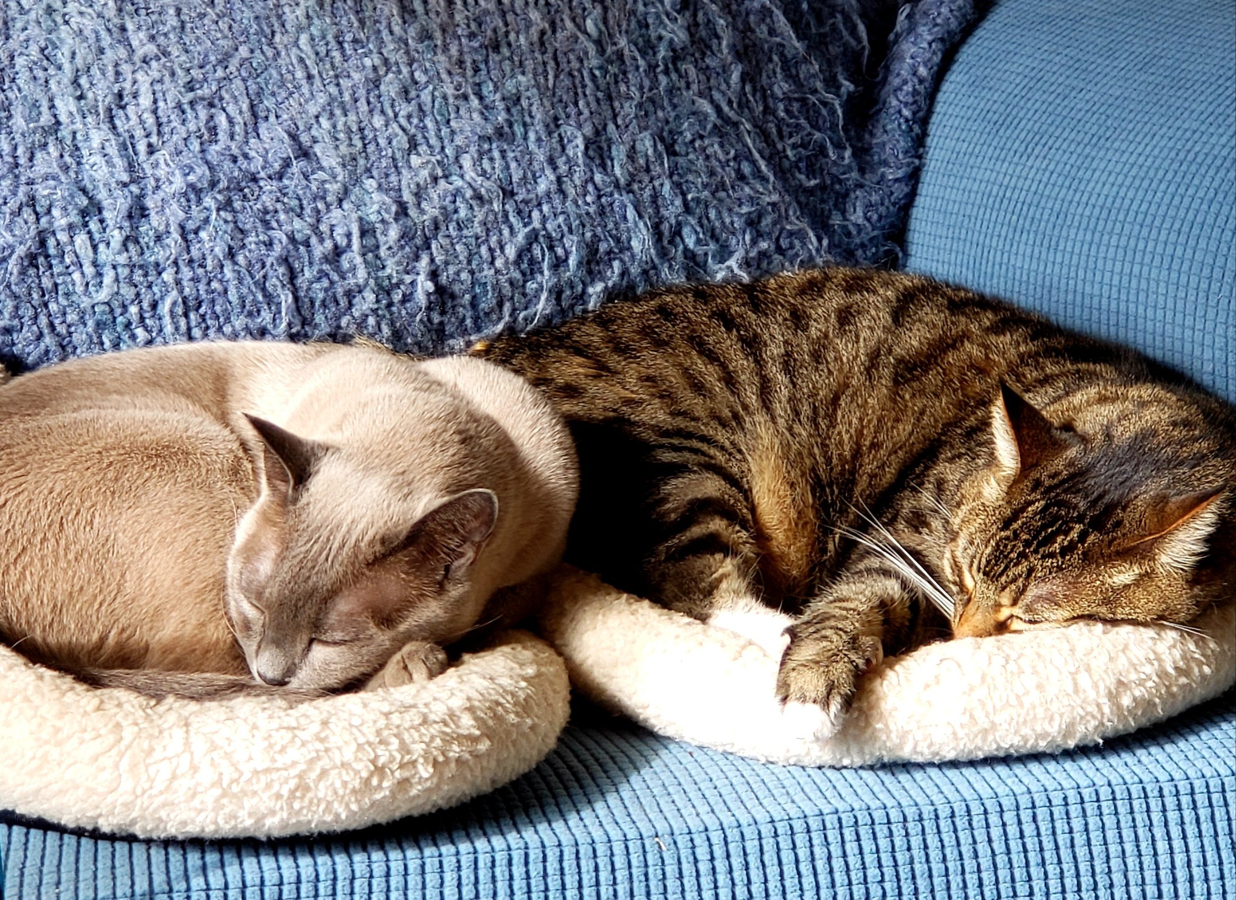 Blog #218 Sleep, Sleep Beautiful Sleep!
