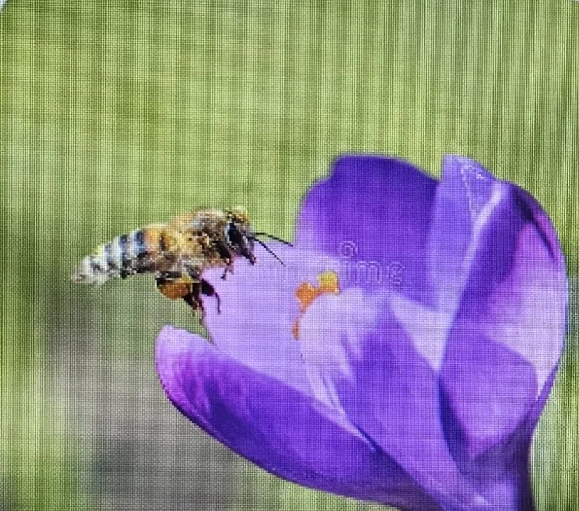 Blog #230 Blessing Bees!
