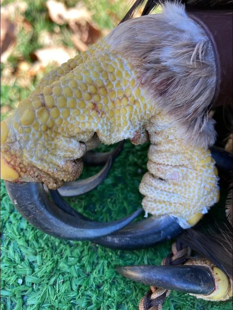 Close-up of a harpy eagle's talons gripping a prey animal with yellowish, bumpy skin and feathers.