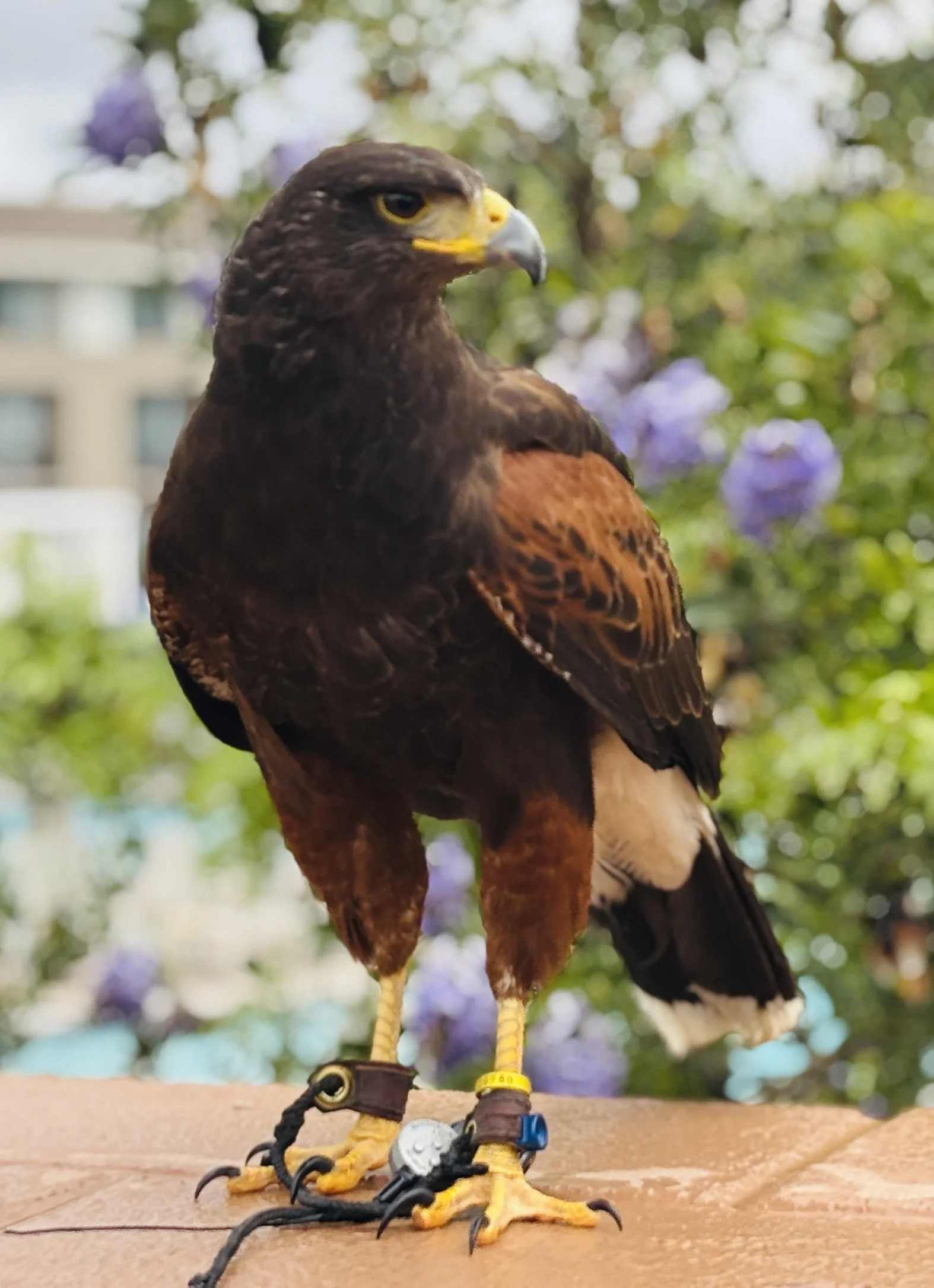 A bird of prey, likely a hawk, perched on a wooden surface with tags and cords on its legs. The background features blurred purple flowers and greenery.
