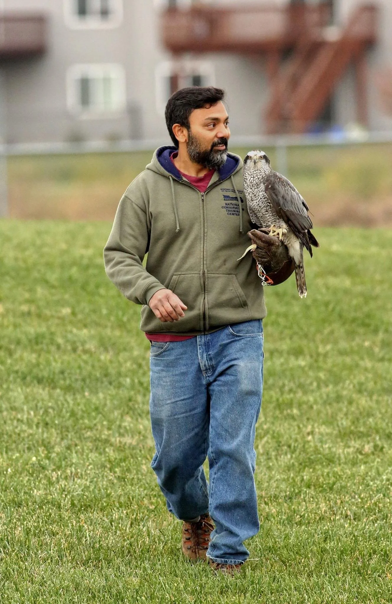 A man with a beard and dark hair walking across a grassy field while holding a large bird of prey on his gloved left hand. The man is wearing a khaki hoodie, blue jeans, and hiking boots, and is outdoors with a blurred background of buildings.