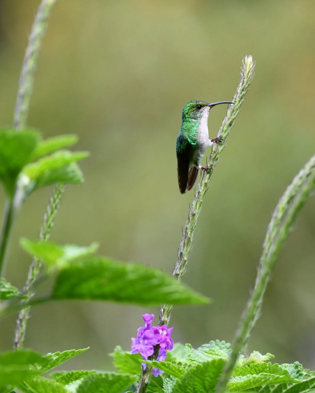CR+Hummingbird+2+.jpg