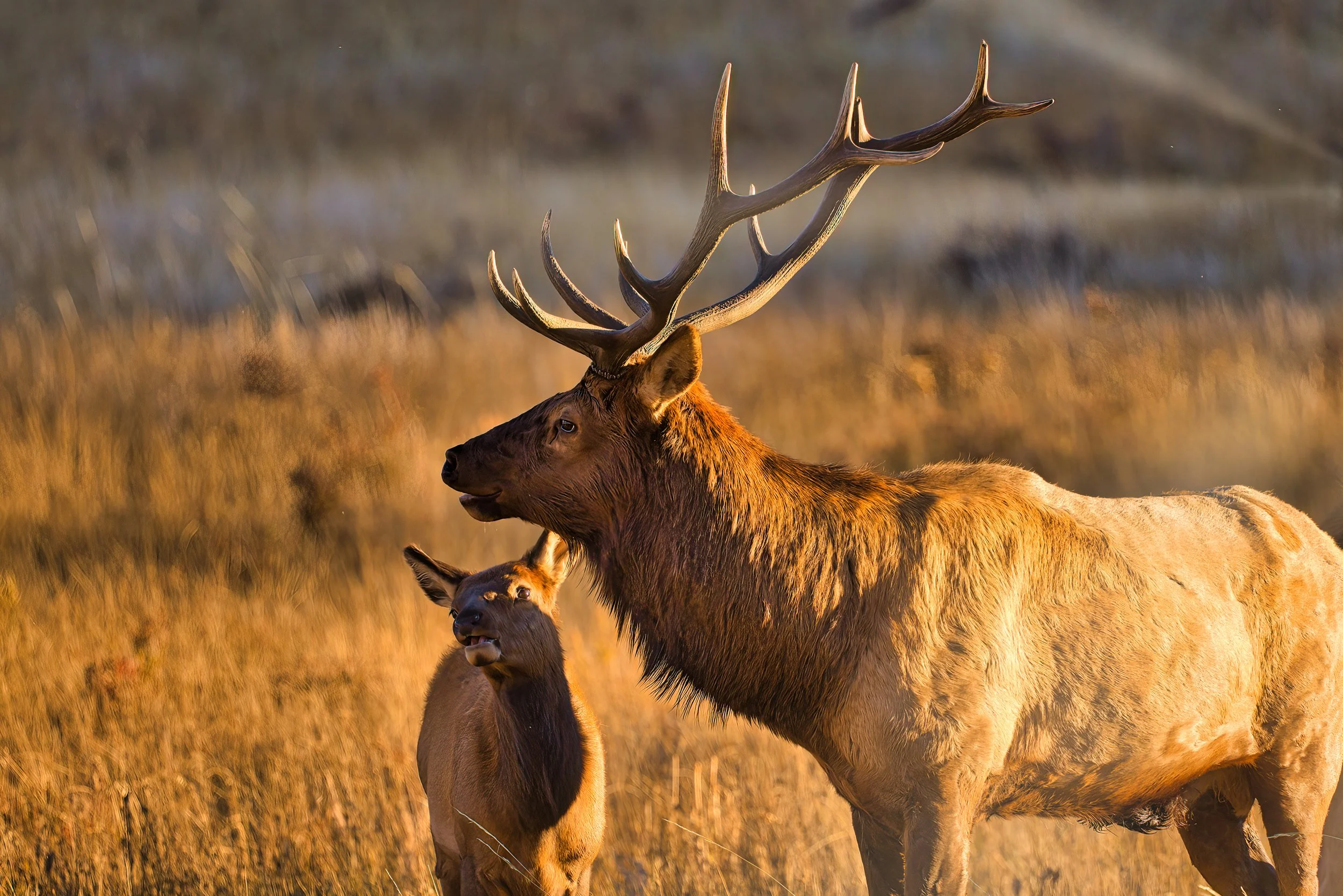 Elk and Baby .jpeg