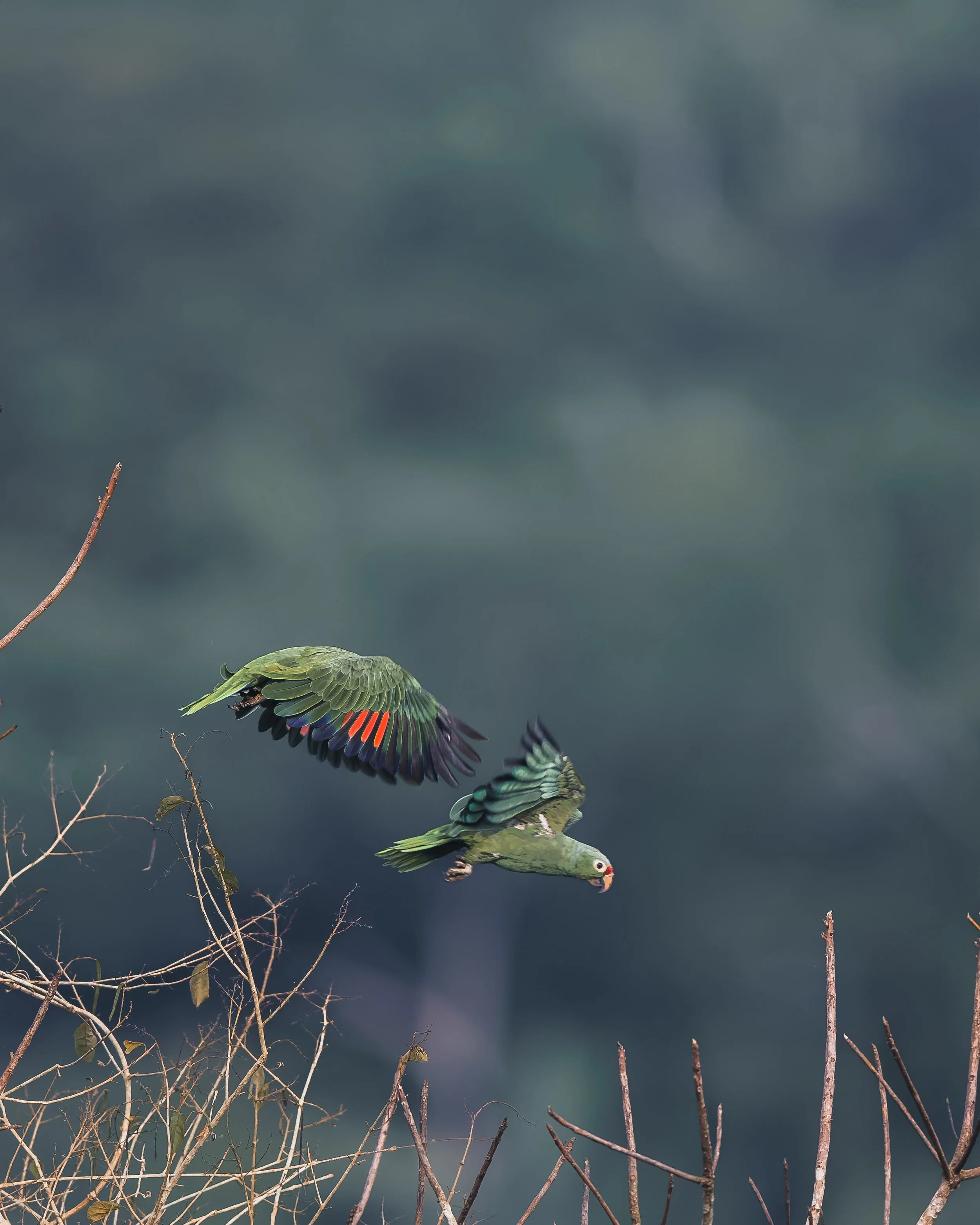 Red Crowned Parrot Panama_-5.jpg