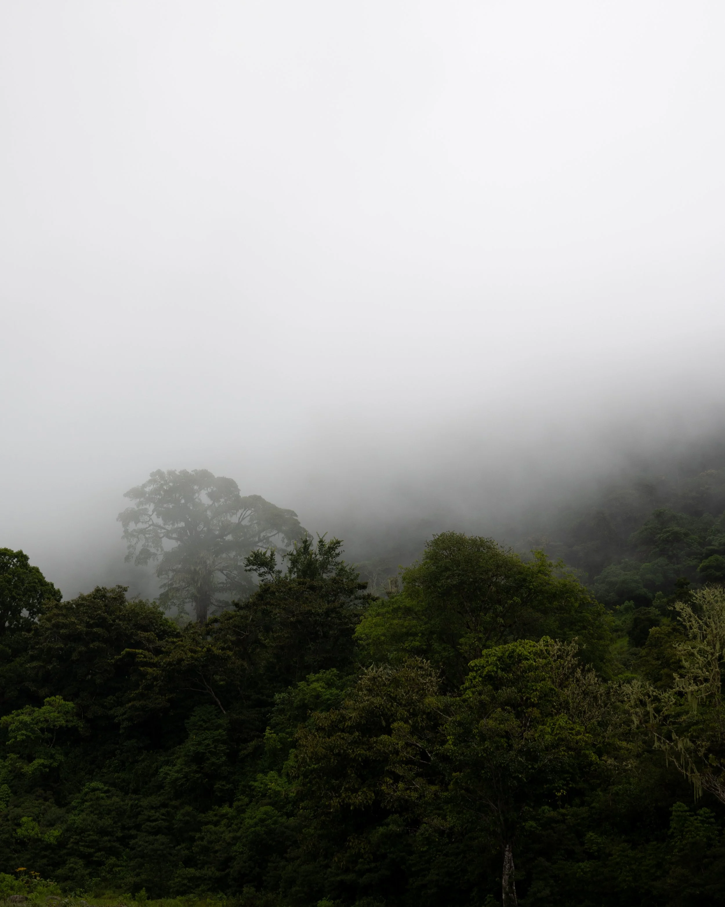 Fog Tree 1.jpg