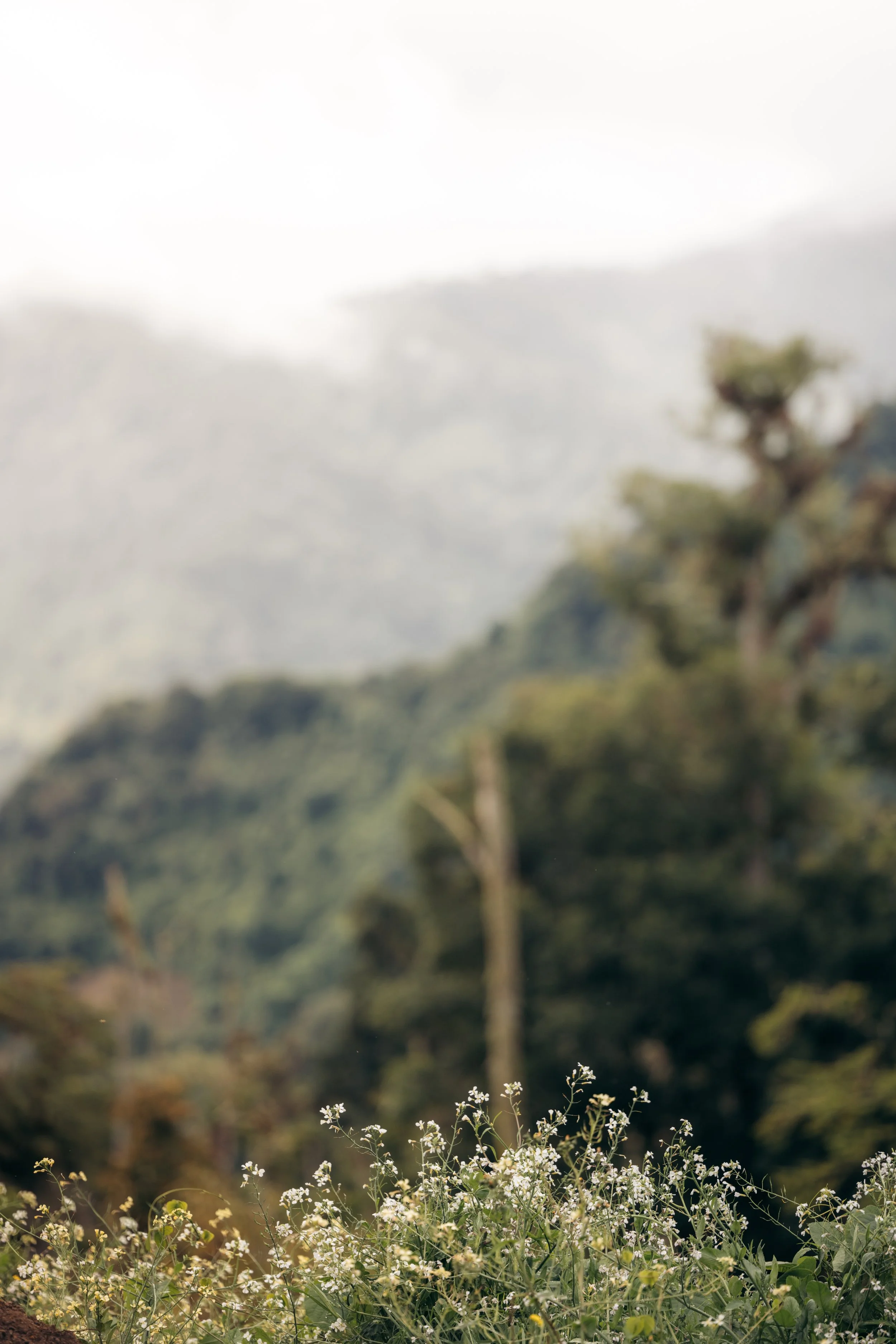 Panama Forest 1.jpg