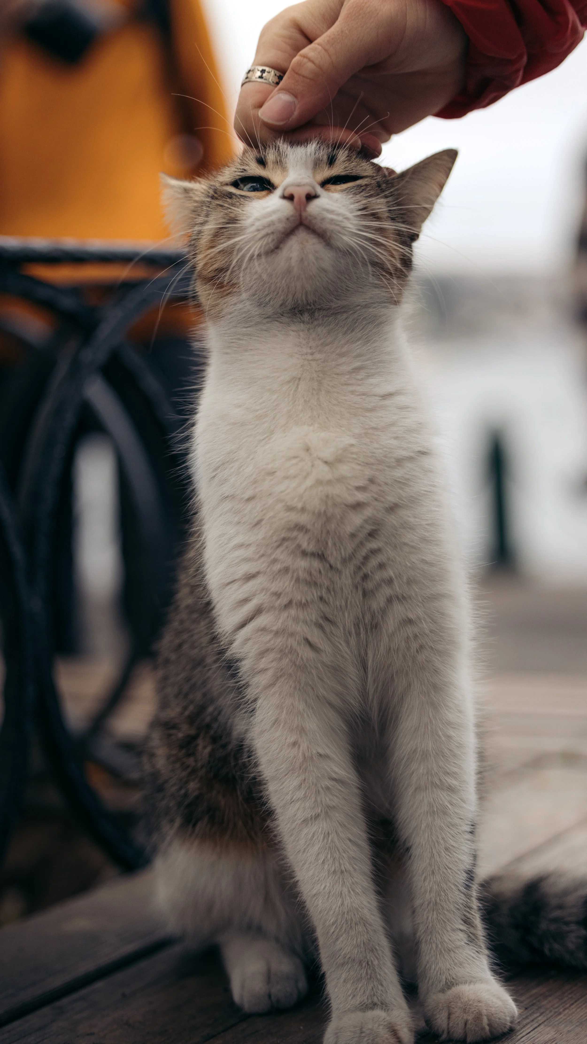 _58A6492.jpg