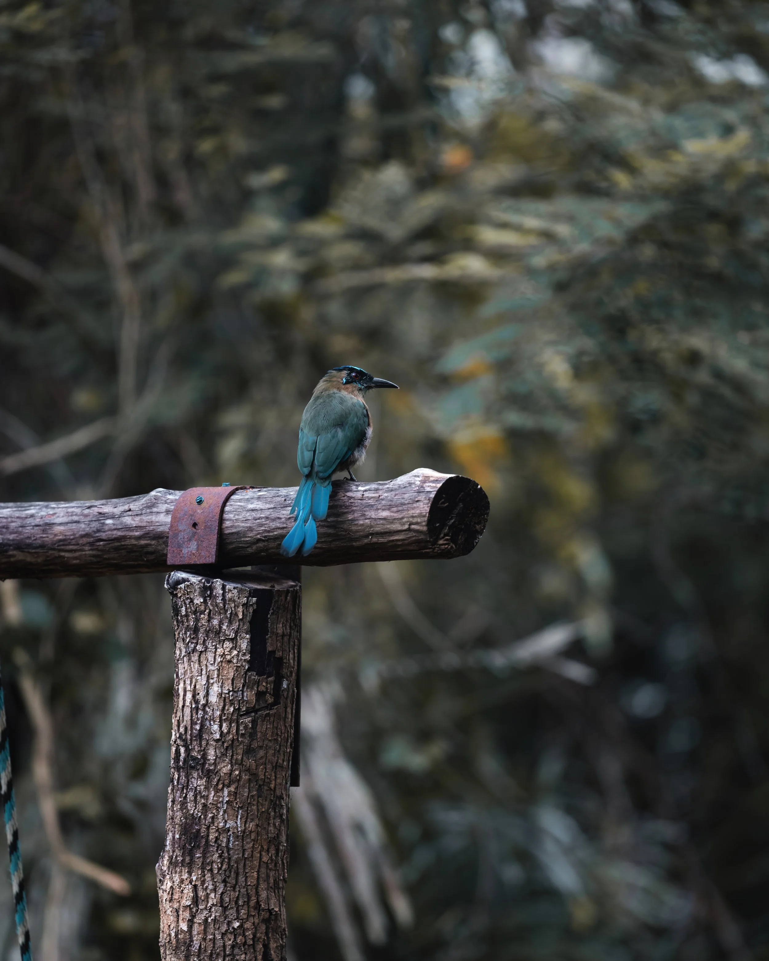 Sweetsong mot mot.jpeg