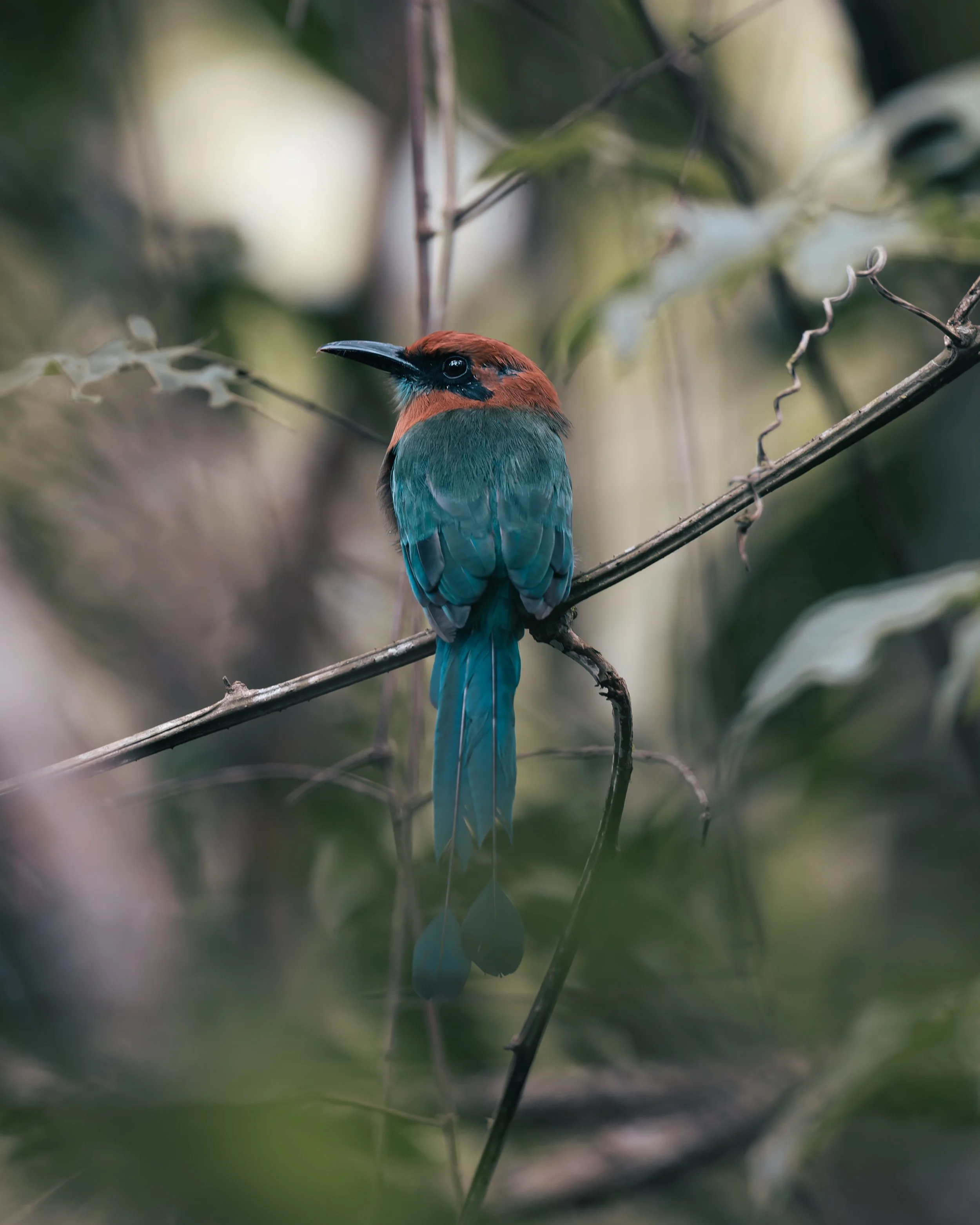 Broad Dashbilled Motmot.jpg