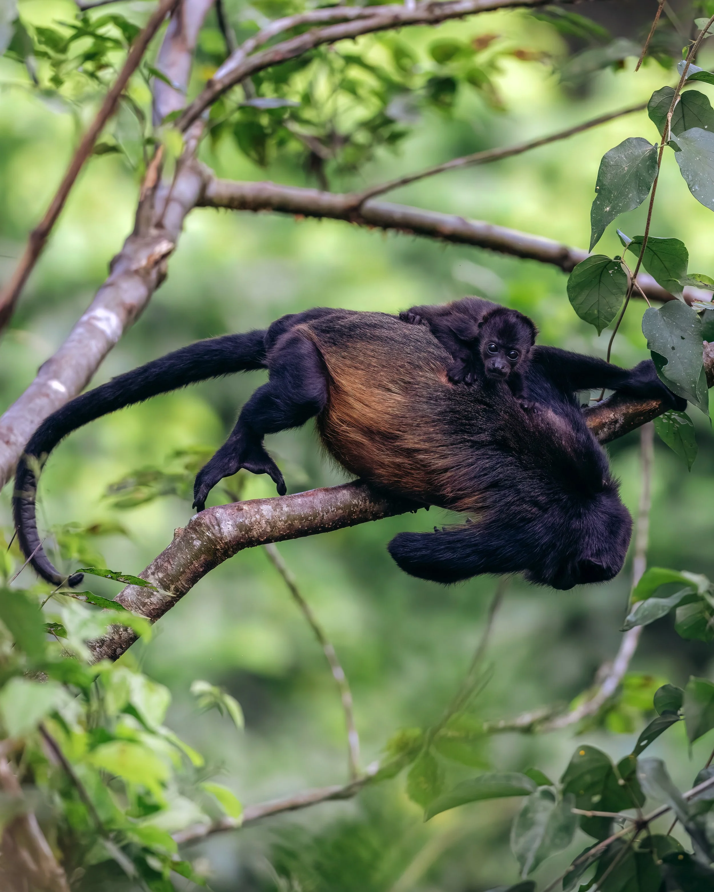 Howler Mom and baby_-2.jpeg