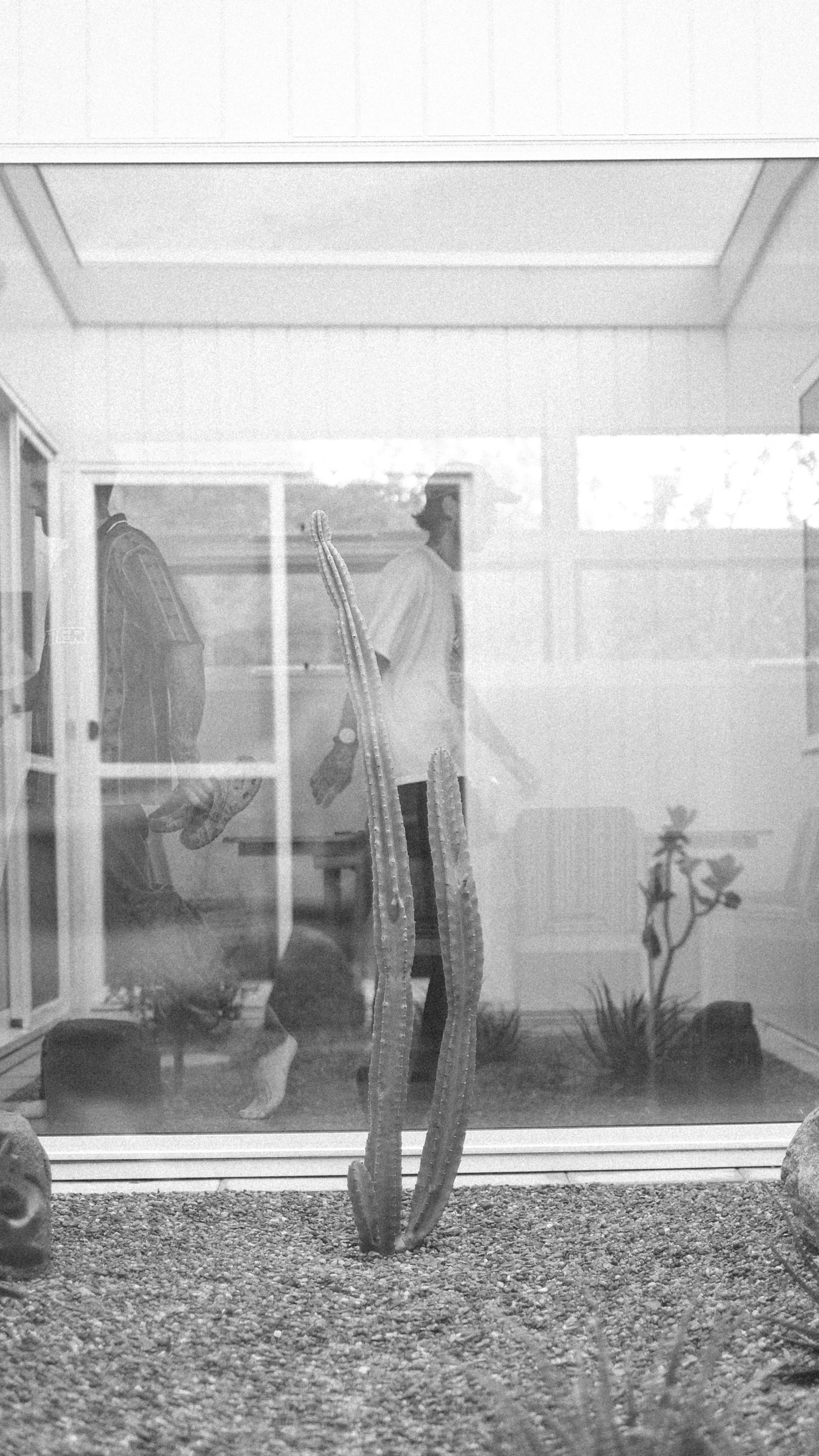 Black and white photo of a desert scene with a tall cactus in the foreground, viewed through a glass window, with bushes and plants outside.