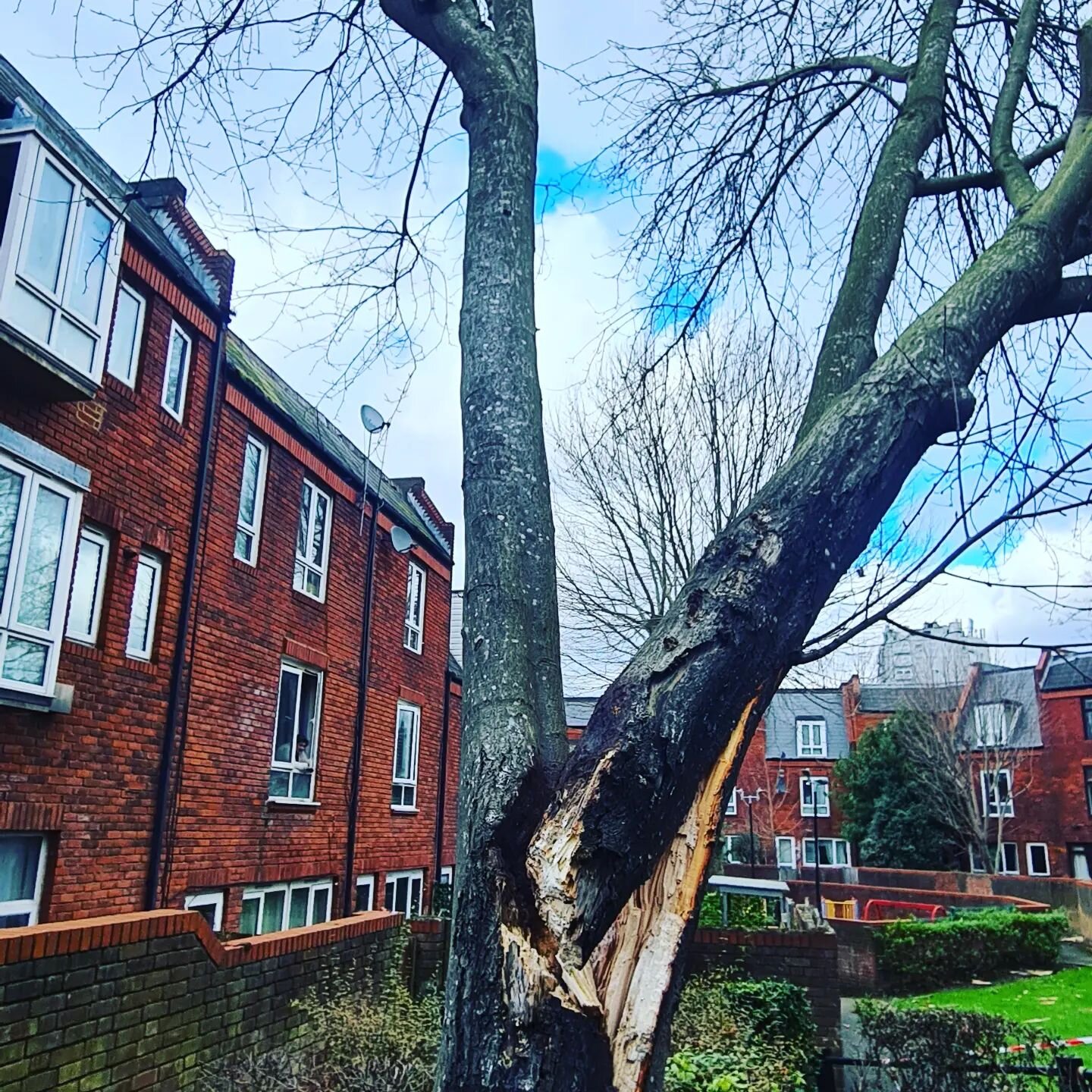Emergency response for Lambeth Council. Just a few from yesterday.  Legendary team effort 🤟👍 

#treesurgeon #lambeth #southlondon #southlondontreesurgeons #stormeunice #arborist #treeservice #treeservices #emergencyresponse #emergency #treesurgeons